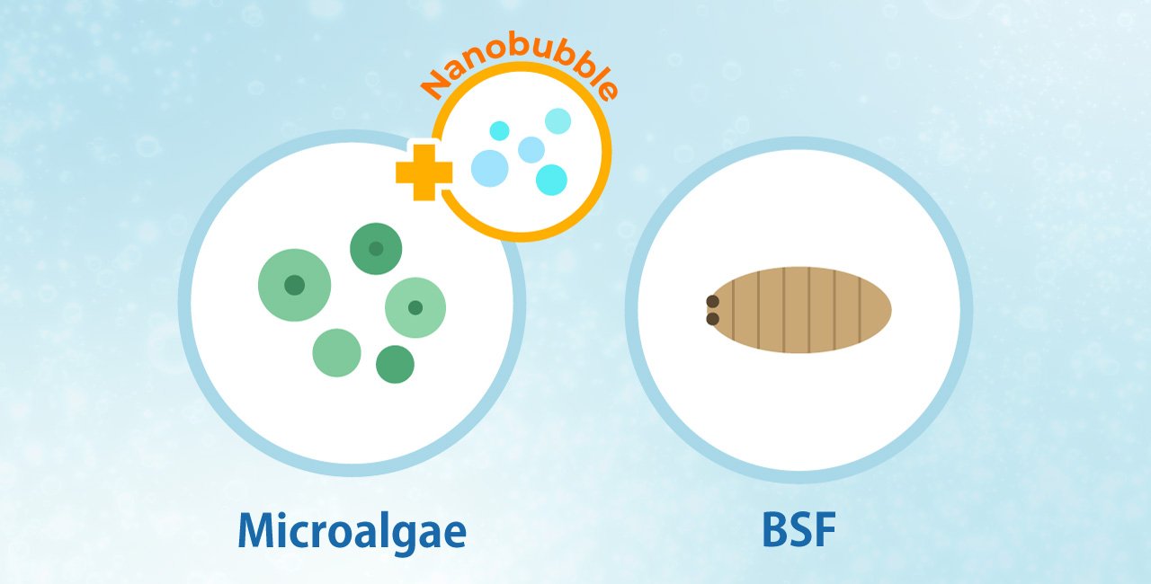 Illustration of microalgae and BSF