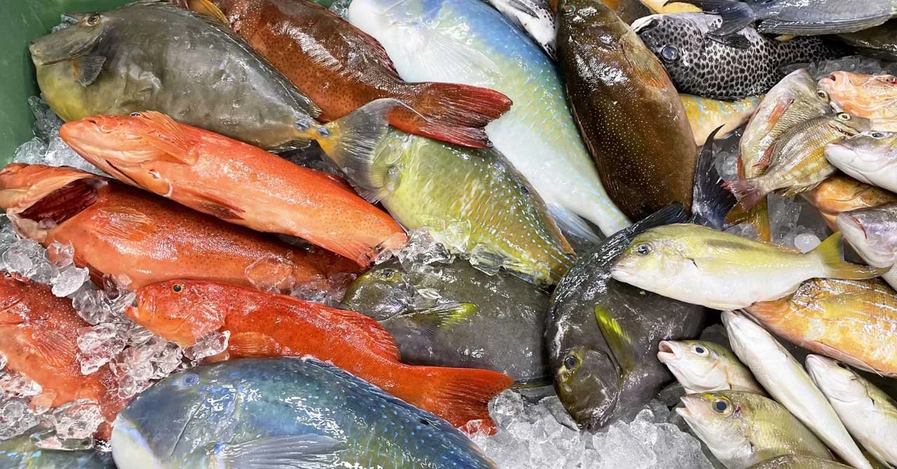 魚の画像