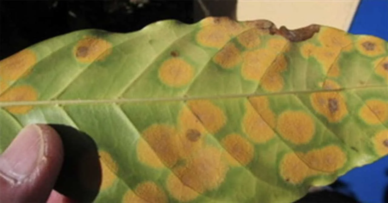 An image of a leaf with yellow necrosis