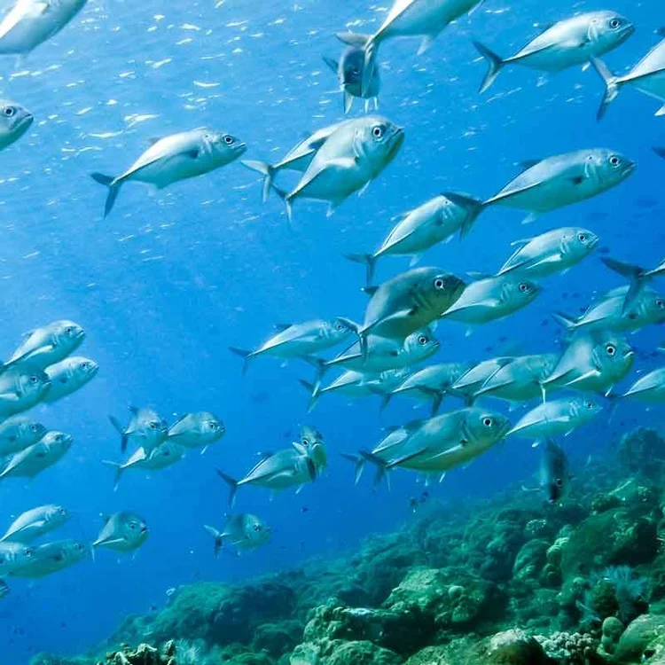 Treats large volumes of water with extremely low power consumption.