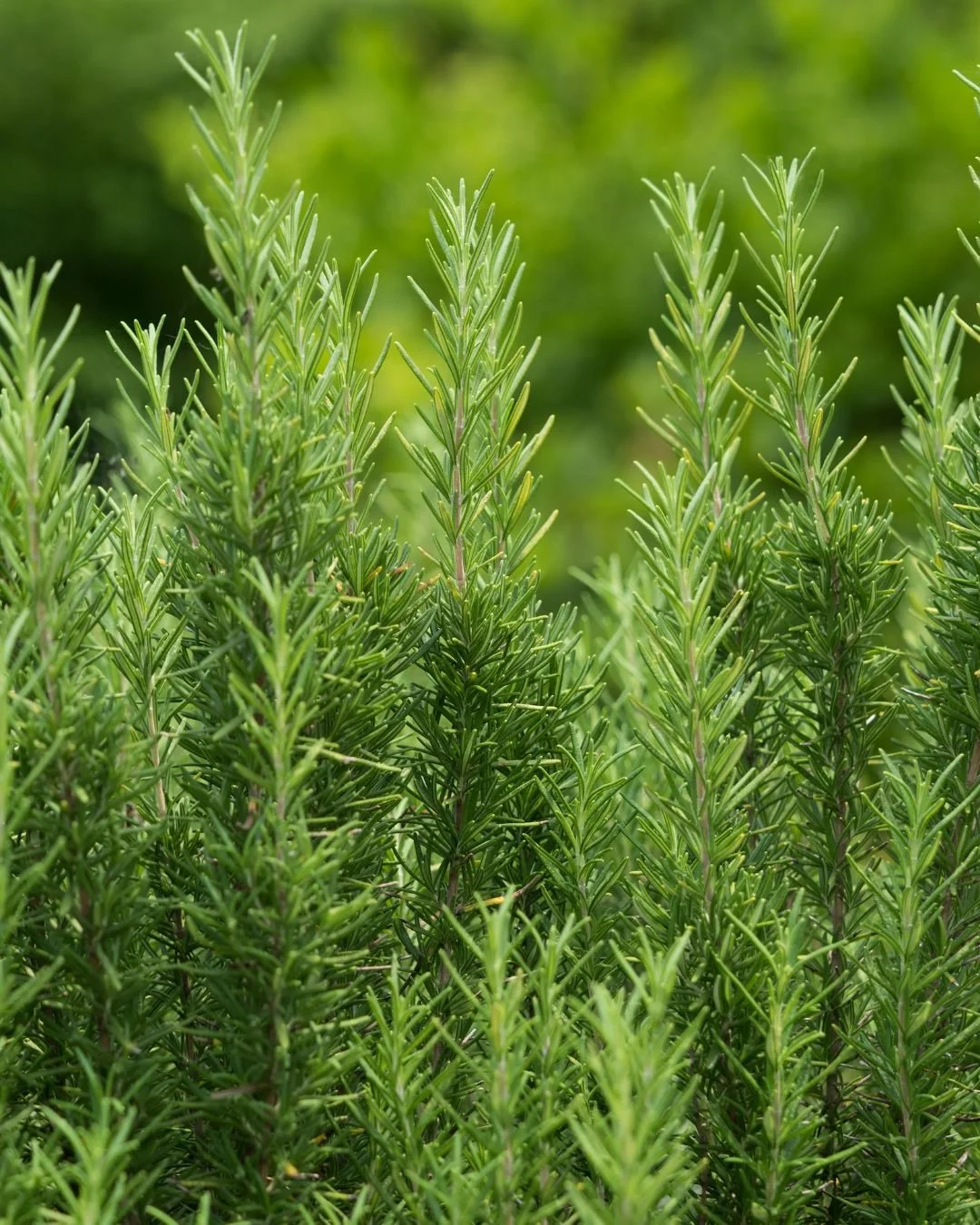 Rosemary: The 'Wake-Up Call' for the Mind