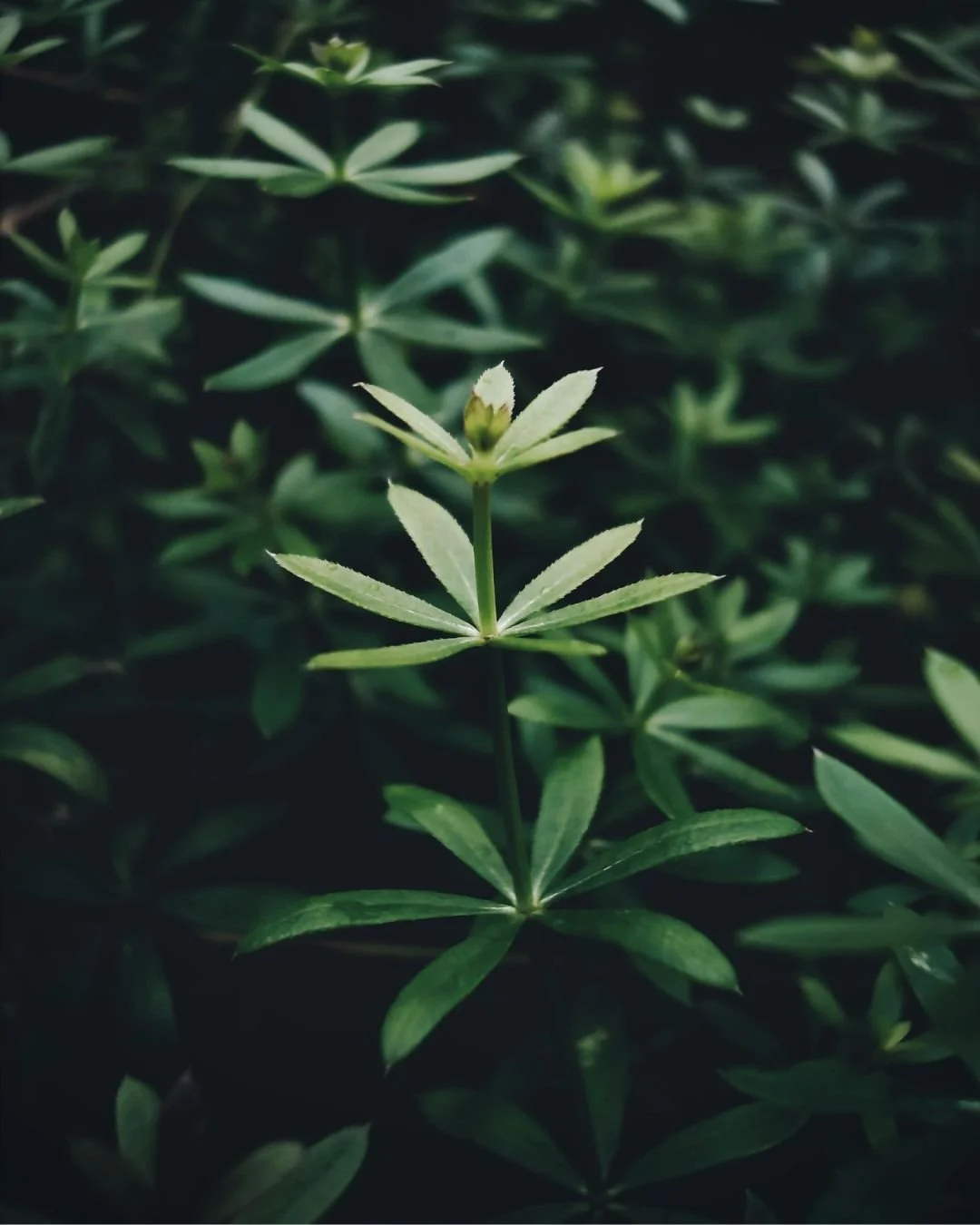 Cleavers (Sticky Willy): The Lymphatic Pump