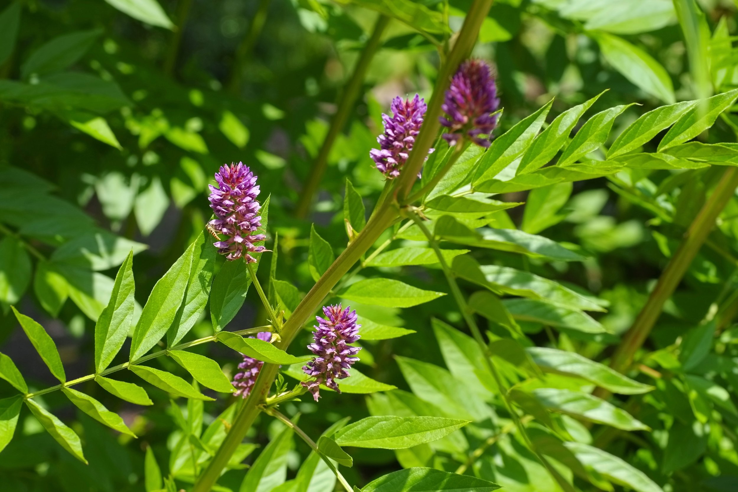 Liquorice plant.jpeg
