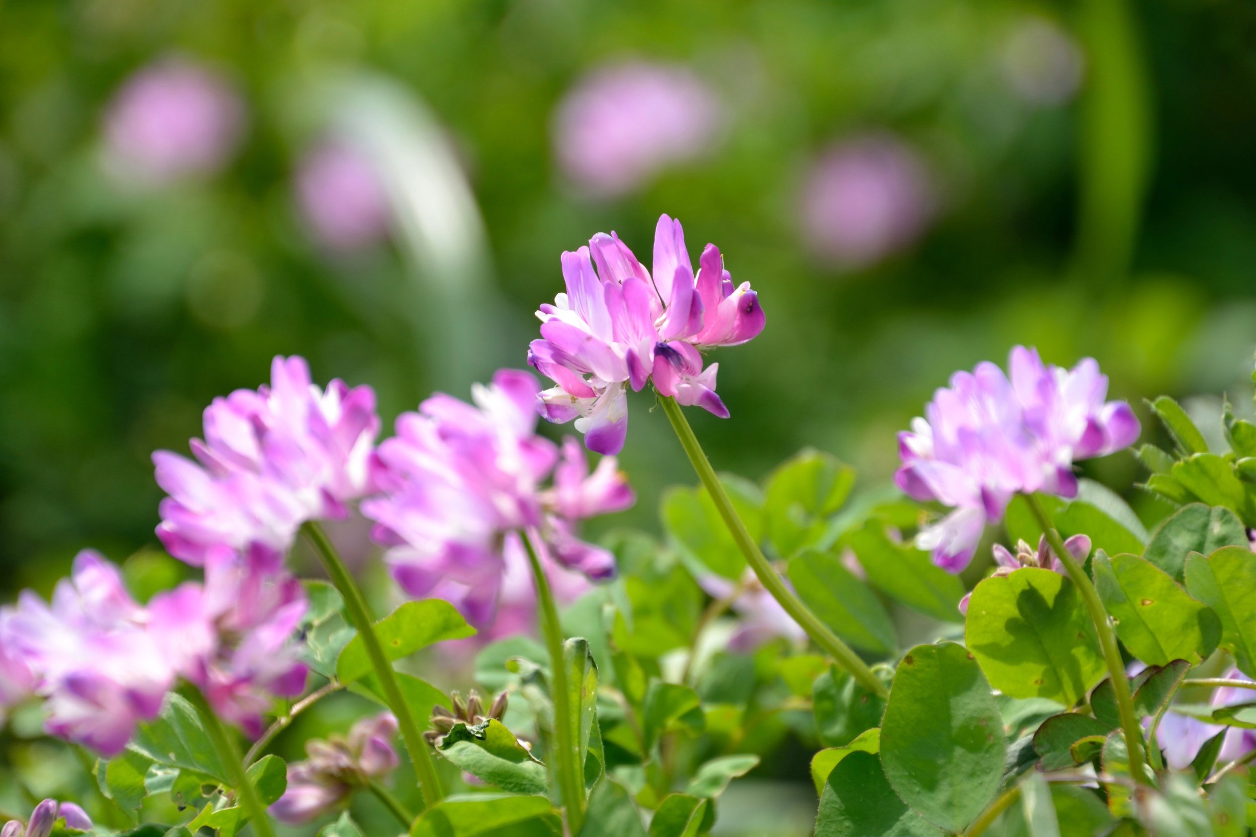 Astragalus membranosus.jpeg