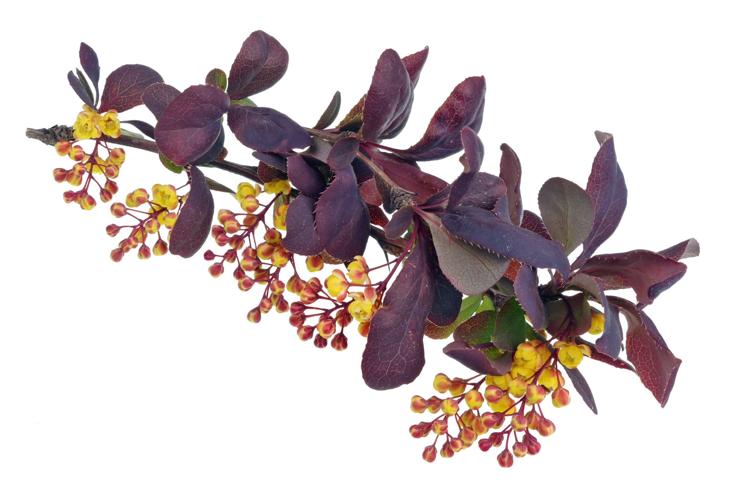 Barberry Bark.jpeg