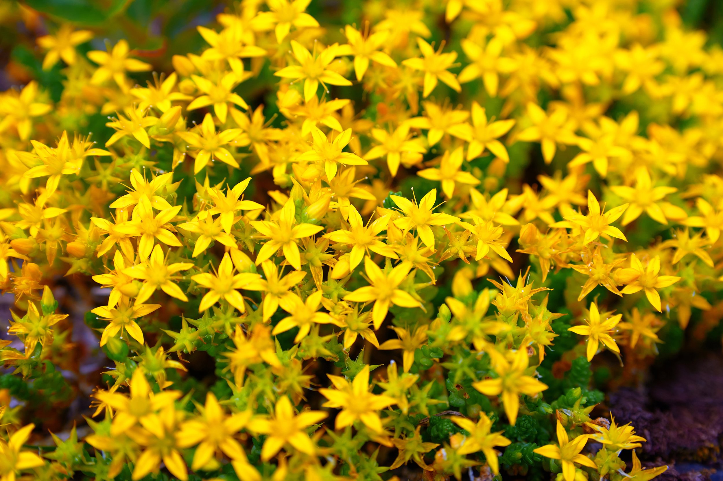 St. John's wort.jpeg