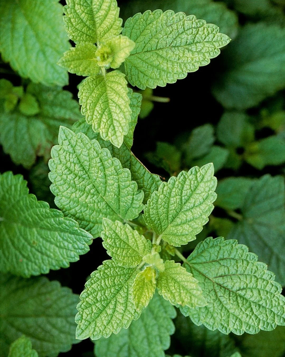 Lemon Balm: The Emotional Gladdener