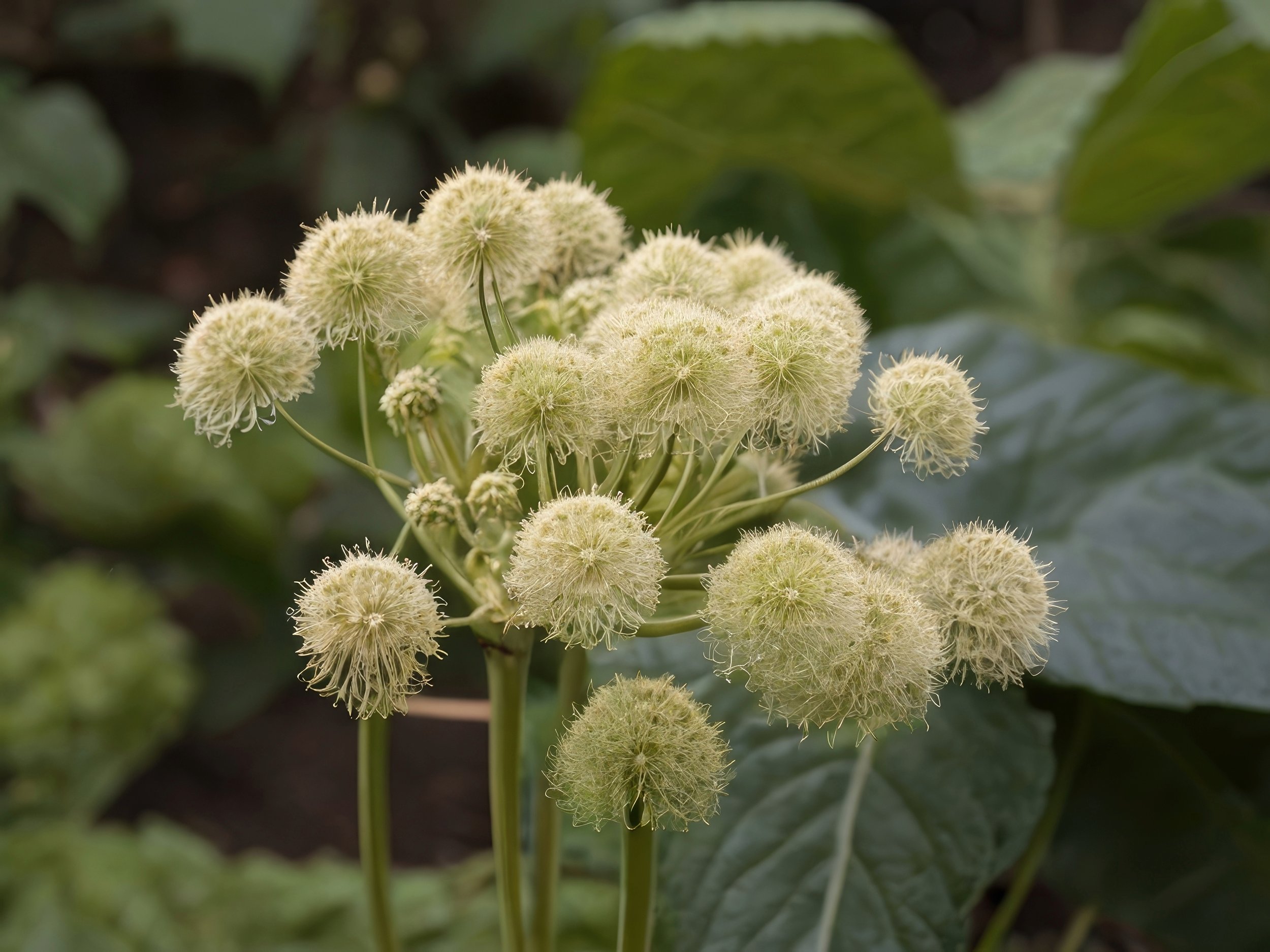 Angelica sinensis.jpeg