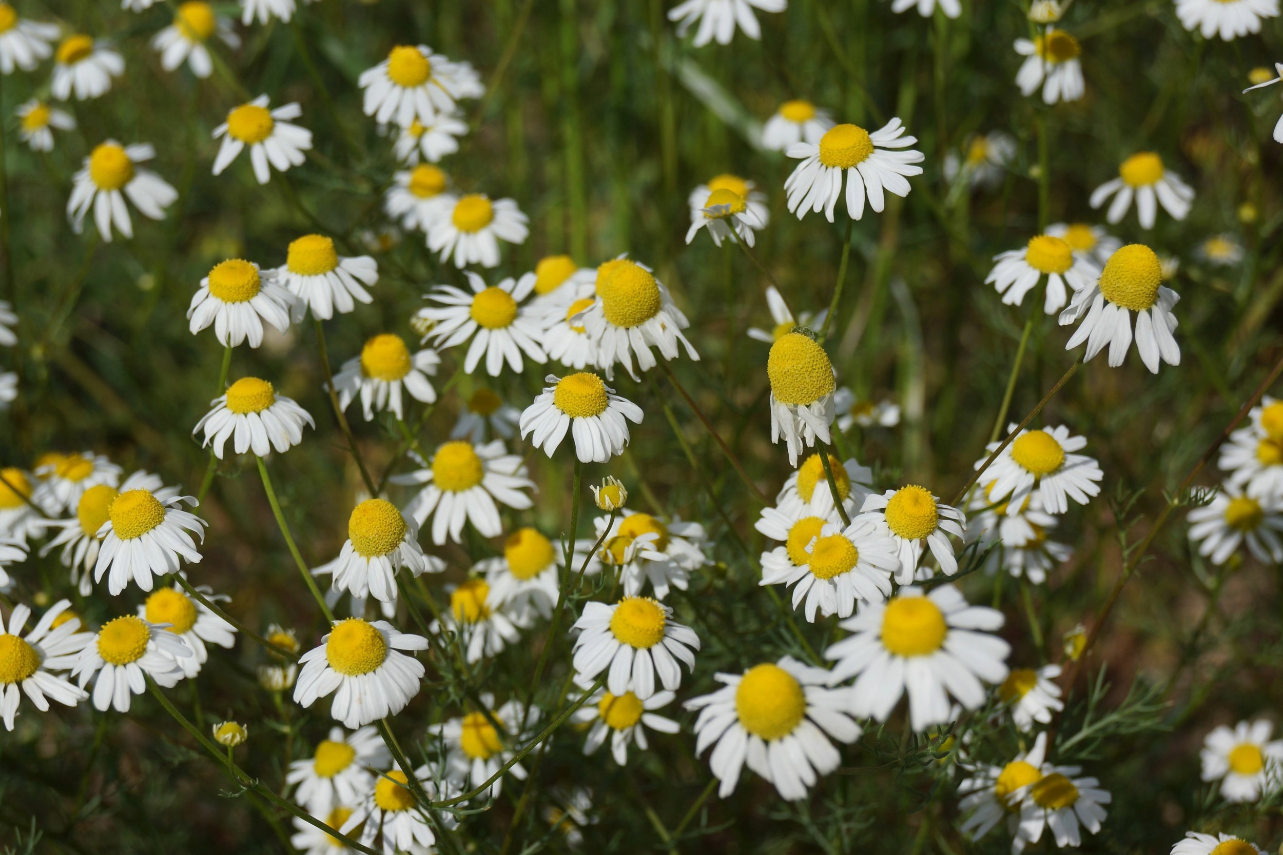 Chamomile, German .jpeg