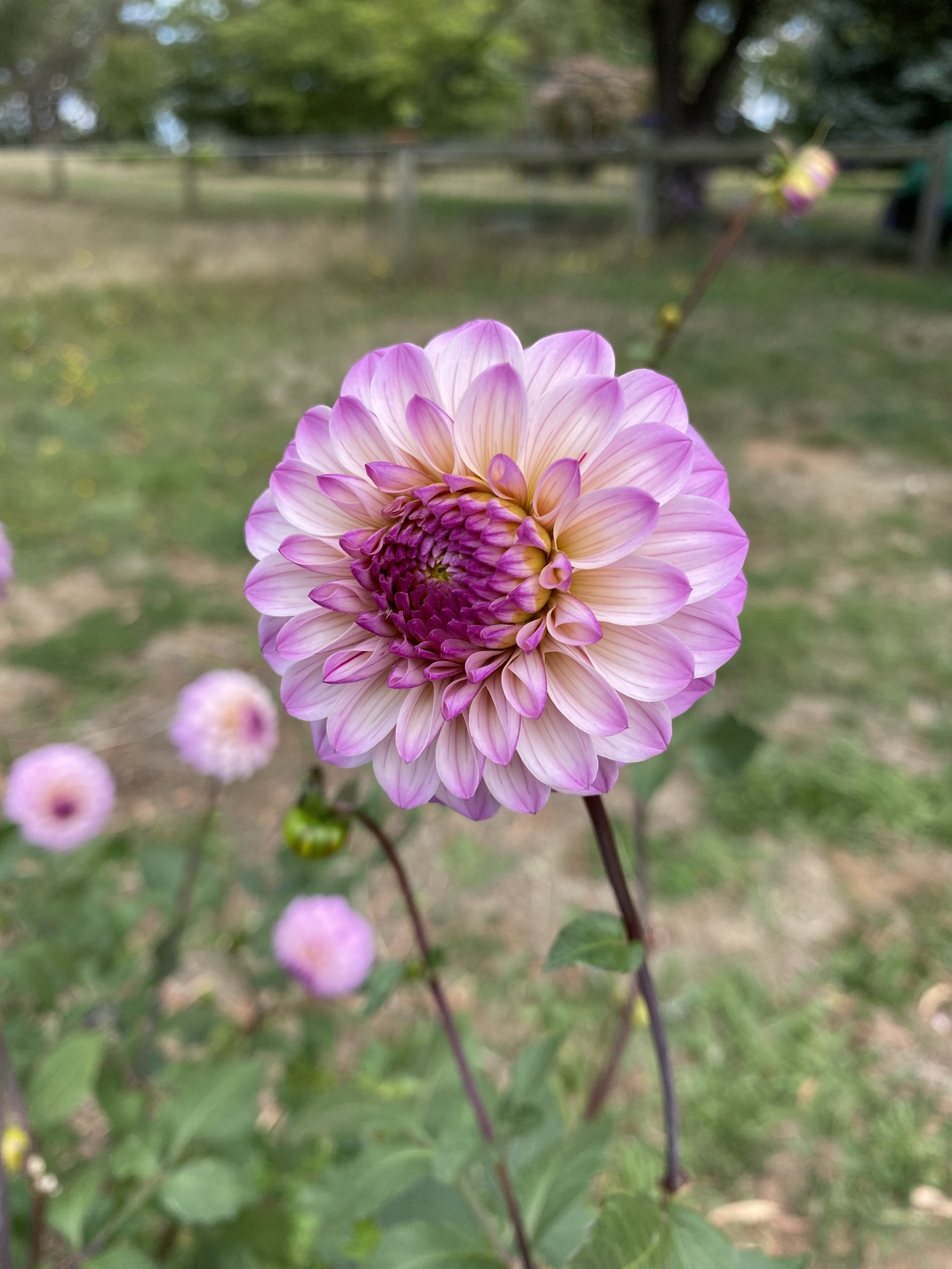 IMG_5299.jpeg