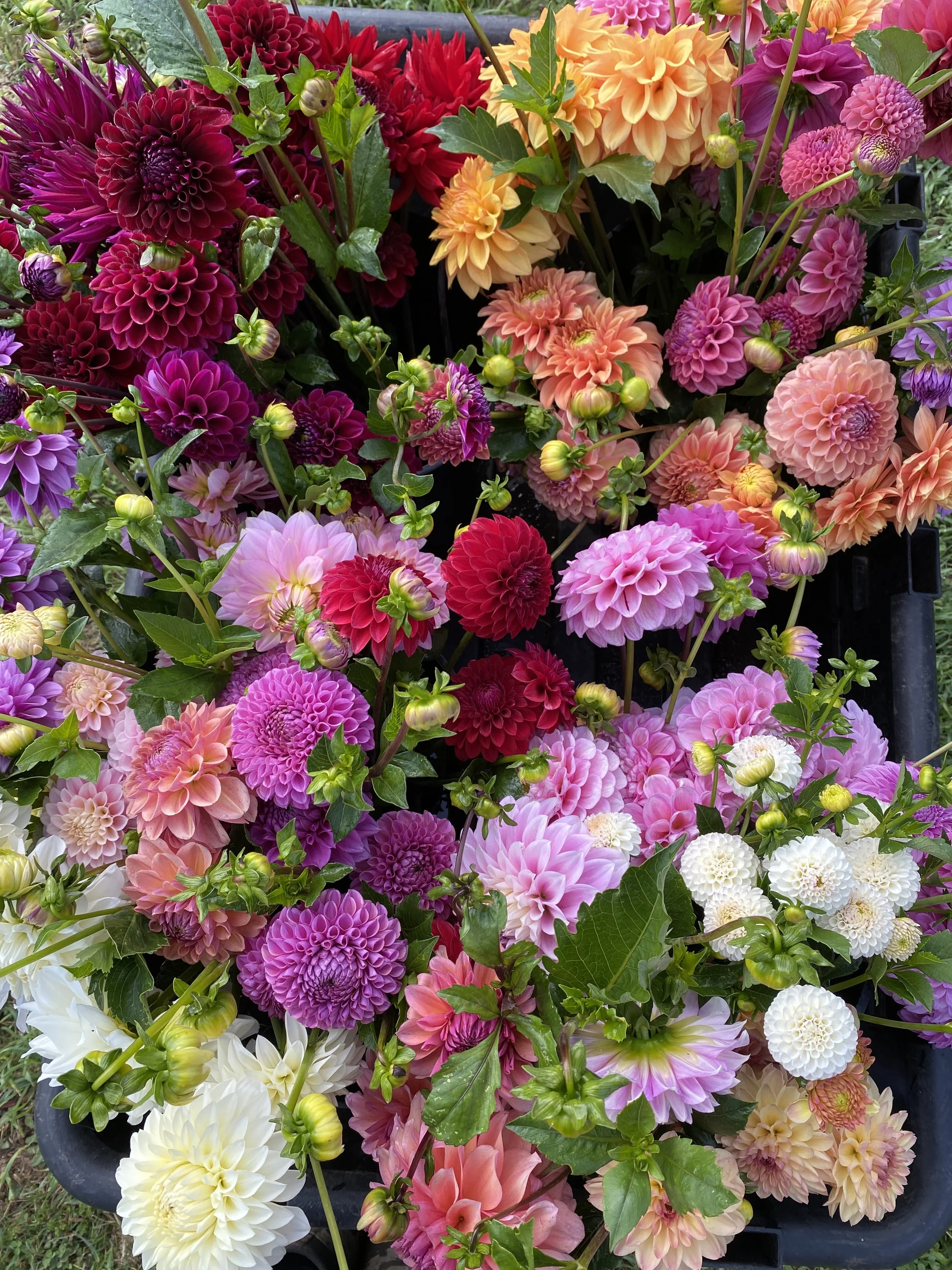 Pink and white dahlias blooming in a field with a slightly blurred background of trees and blue sky.