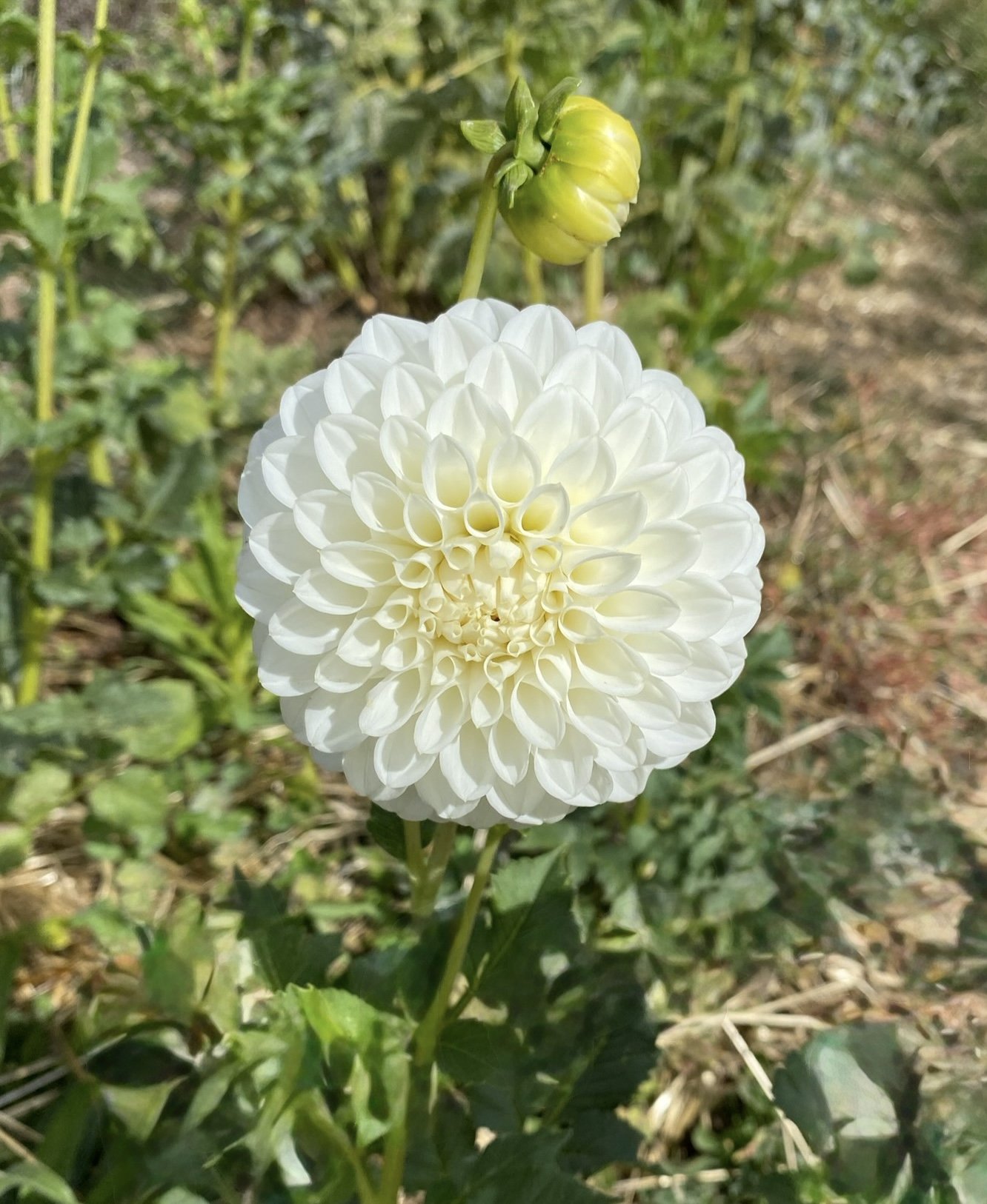 IMG_4014.jpeg