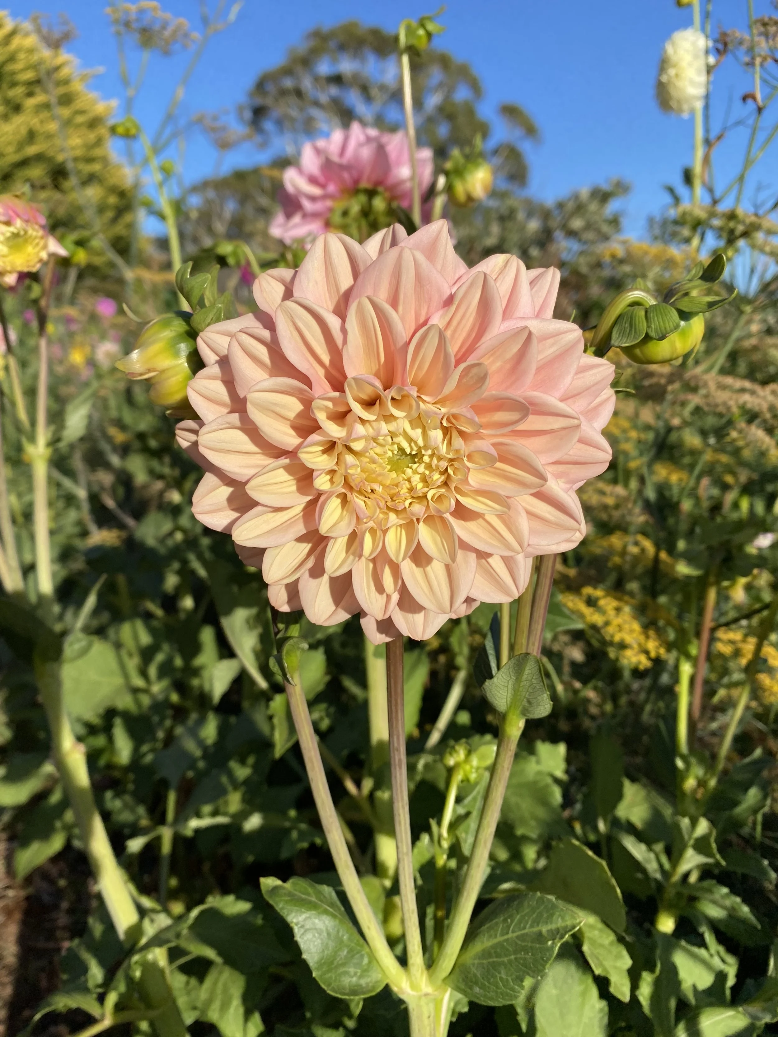 IMG_3409.jpeg