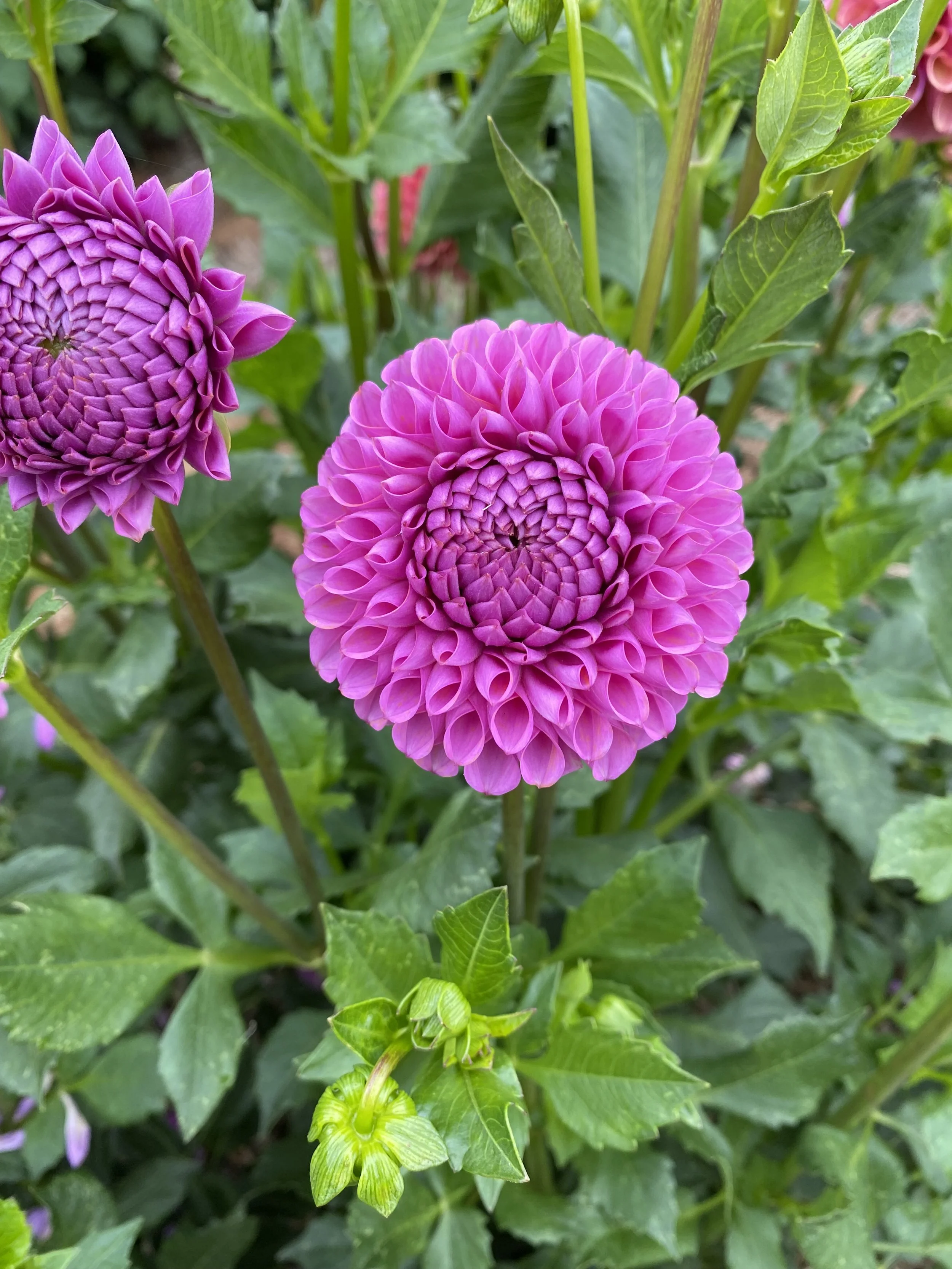 IMG_6625.jpeg