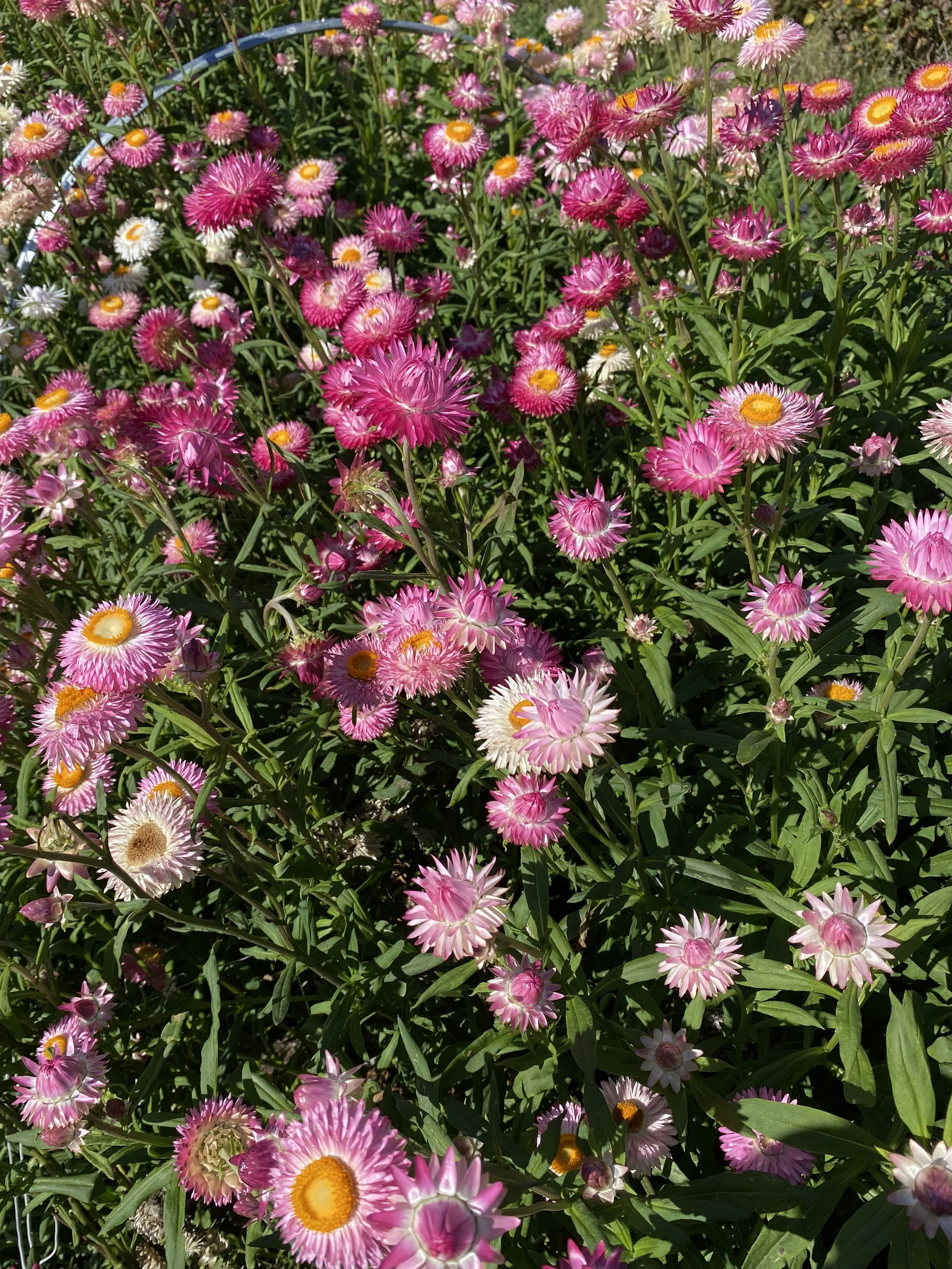 IMG_7037.jpeg