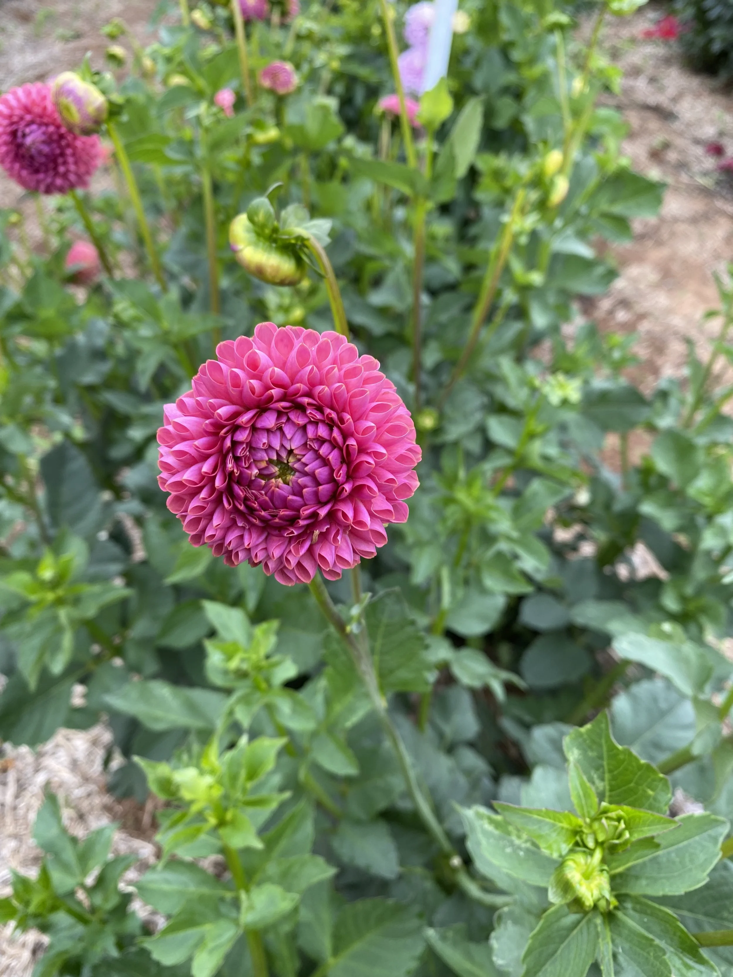 IMG_6626.jpeg