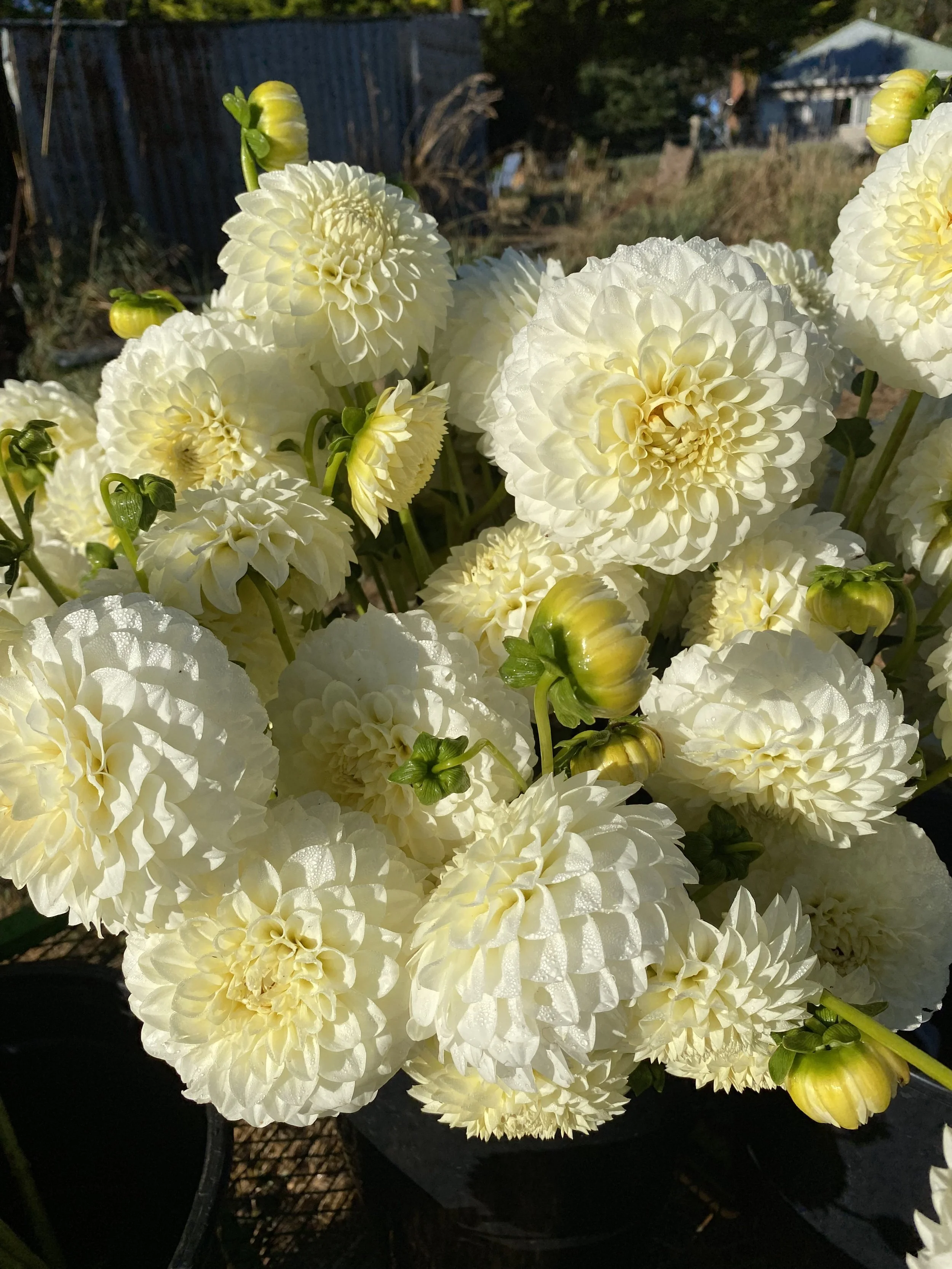IMG_0802.jpeg
