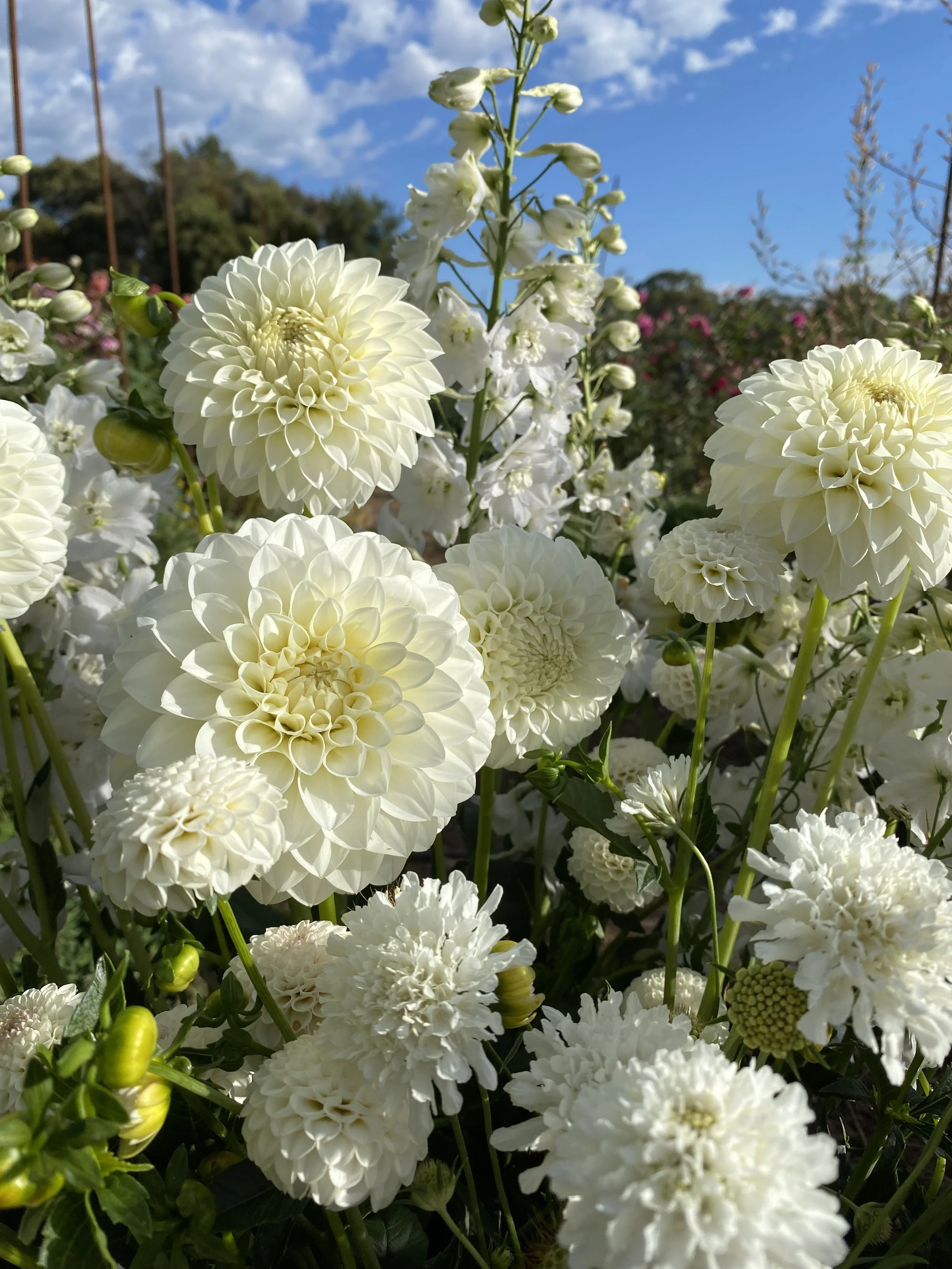 Mixed pack - Whites