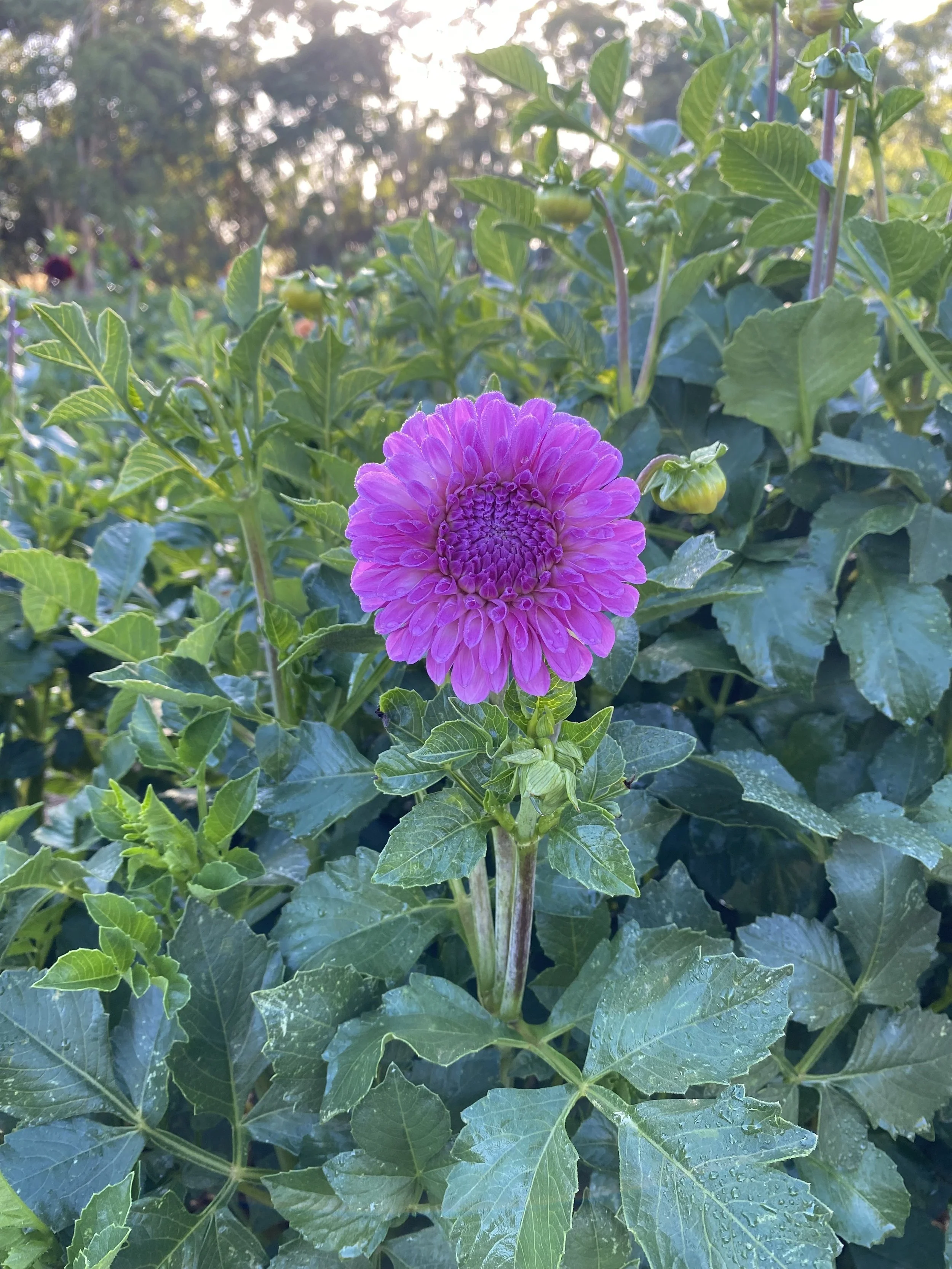 IMG_6345.jpeg