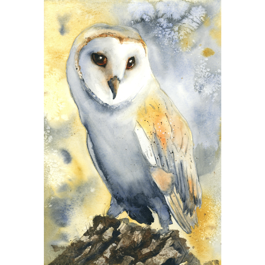 Barn Owl – Fine Art Watercolour Print