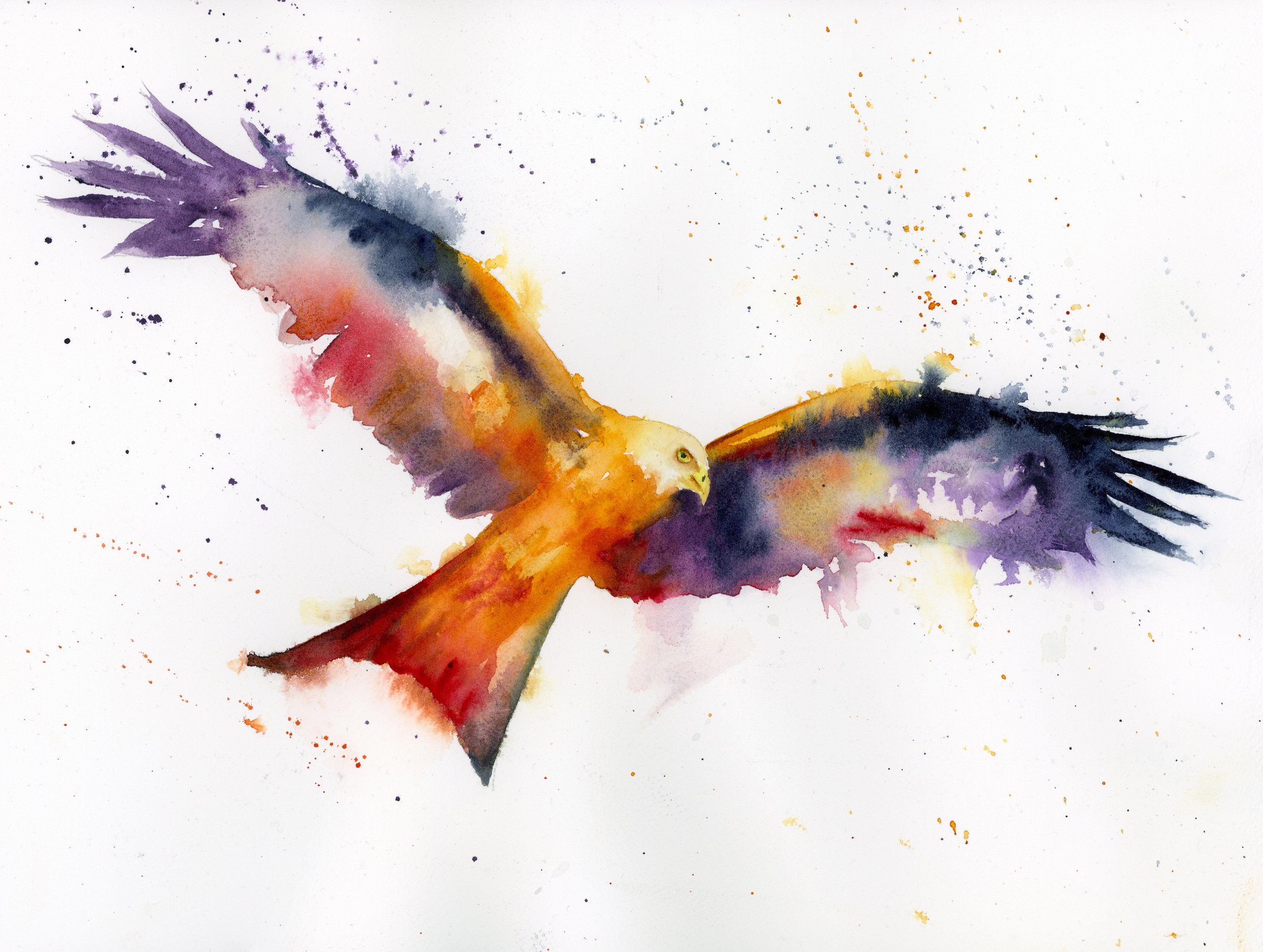 "Red Kite" - watercolour A4 Print