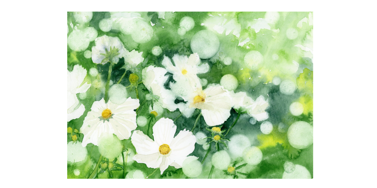 Summer Cosmos – Fine Art Watercolour Print