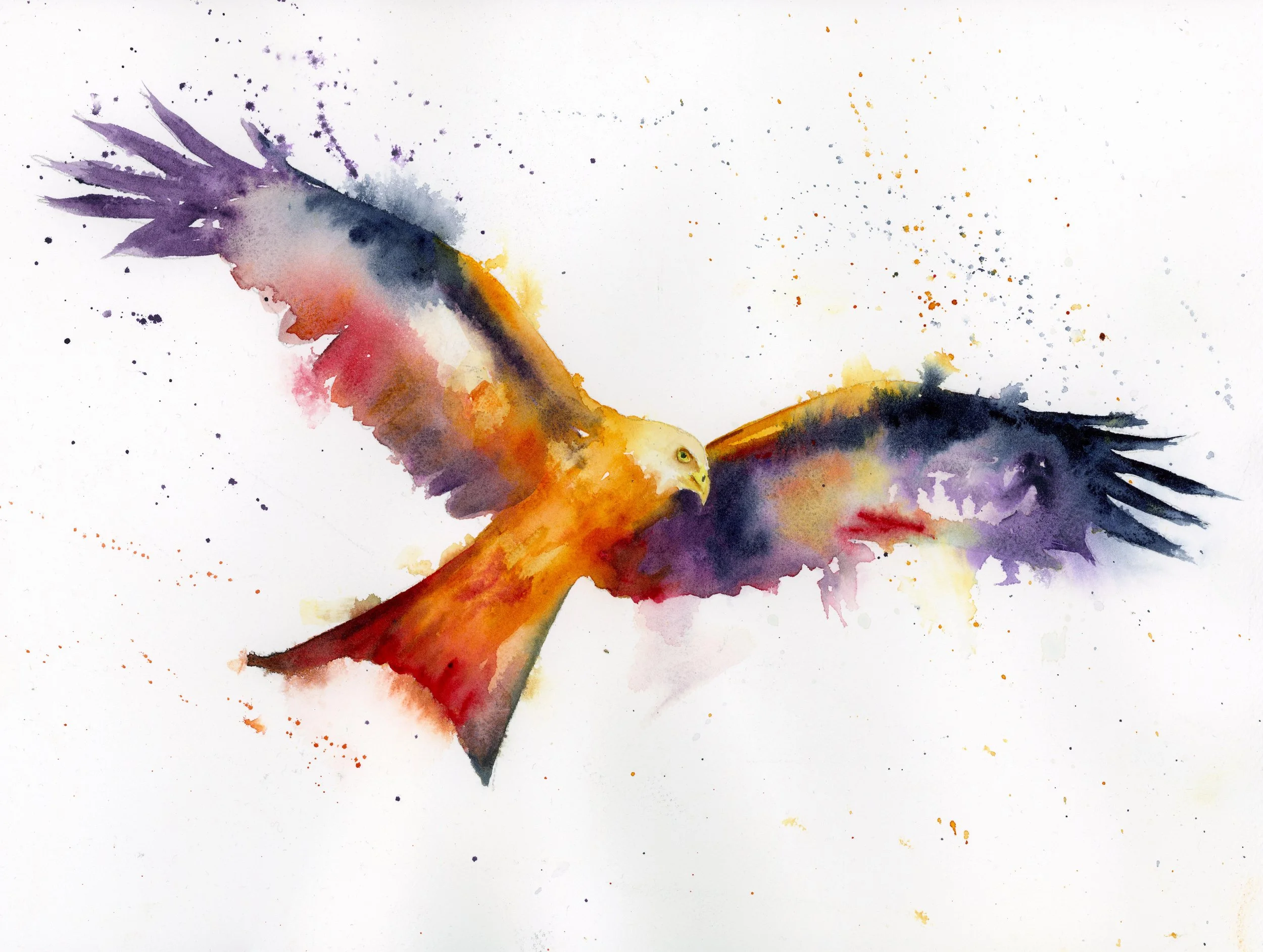 Red Kite