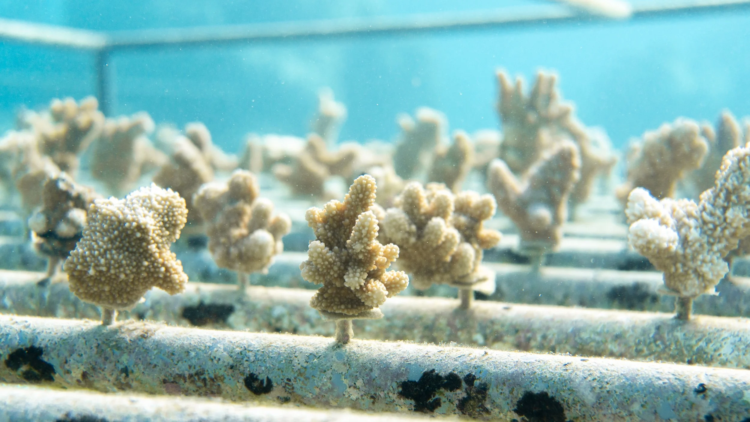 Croissance Corallienne