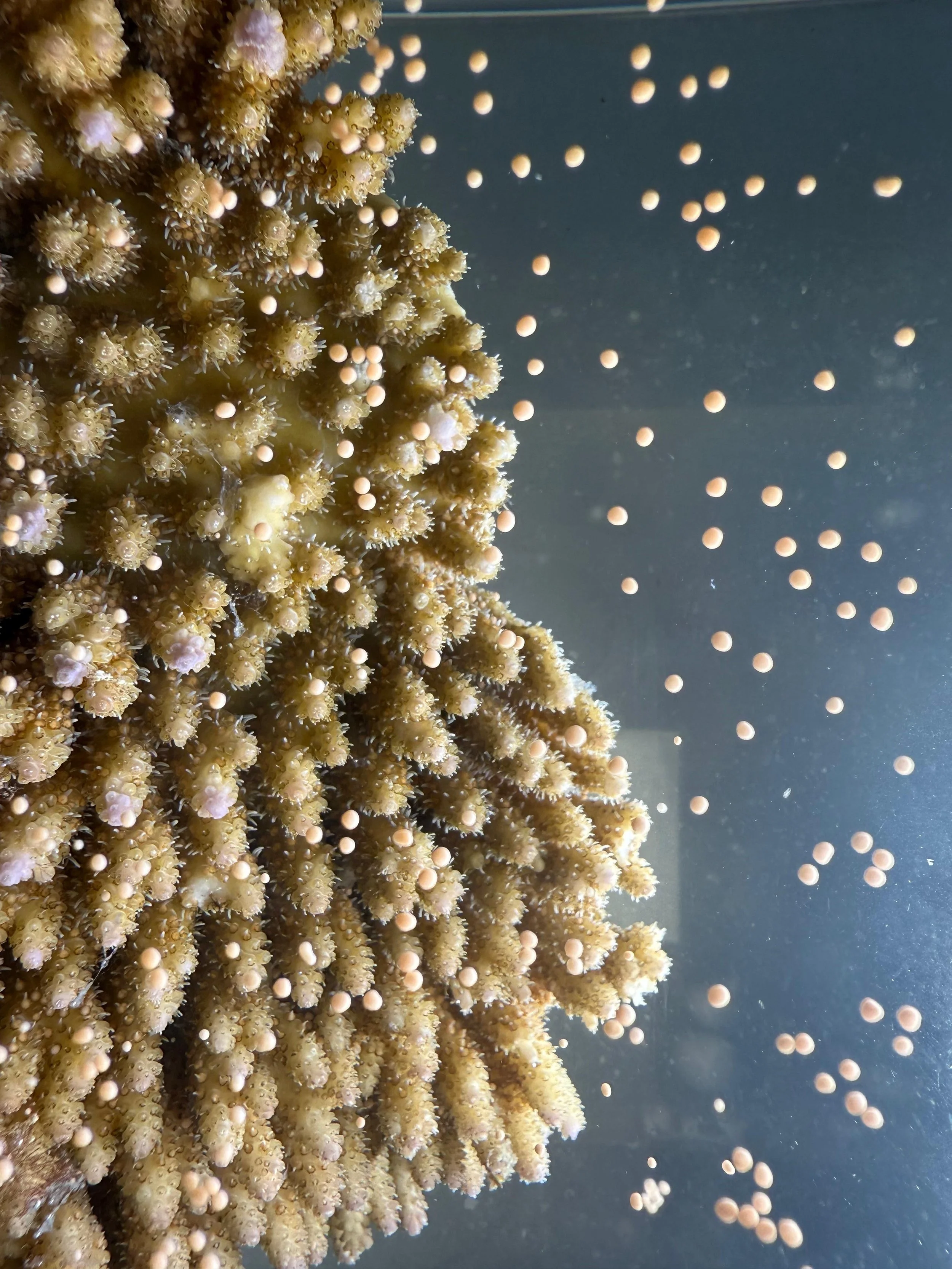 Coral Spawning 2025-FR