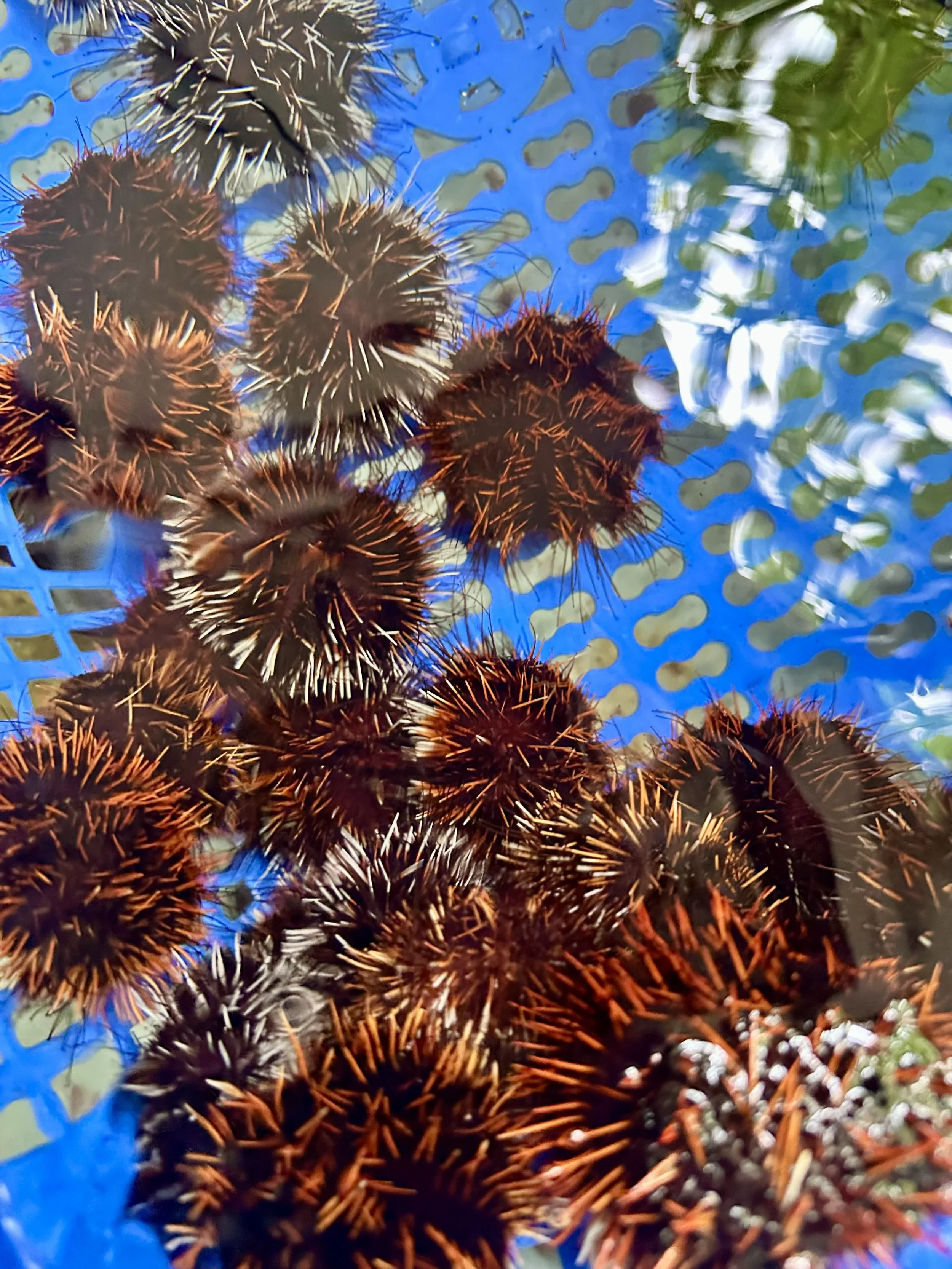 Sea Urchin Party
