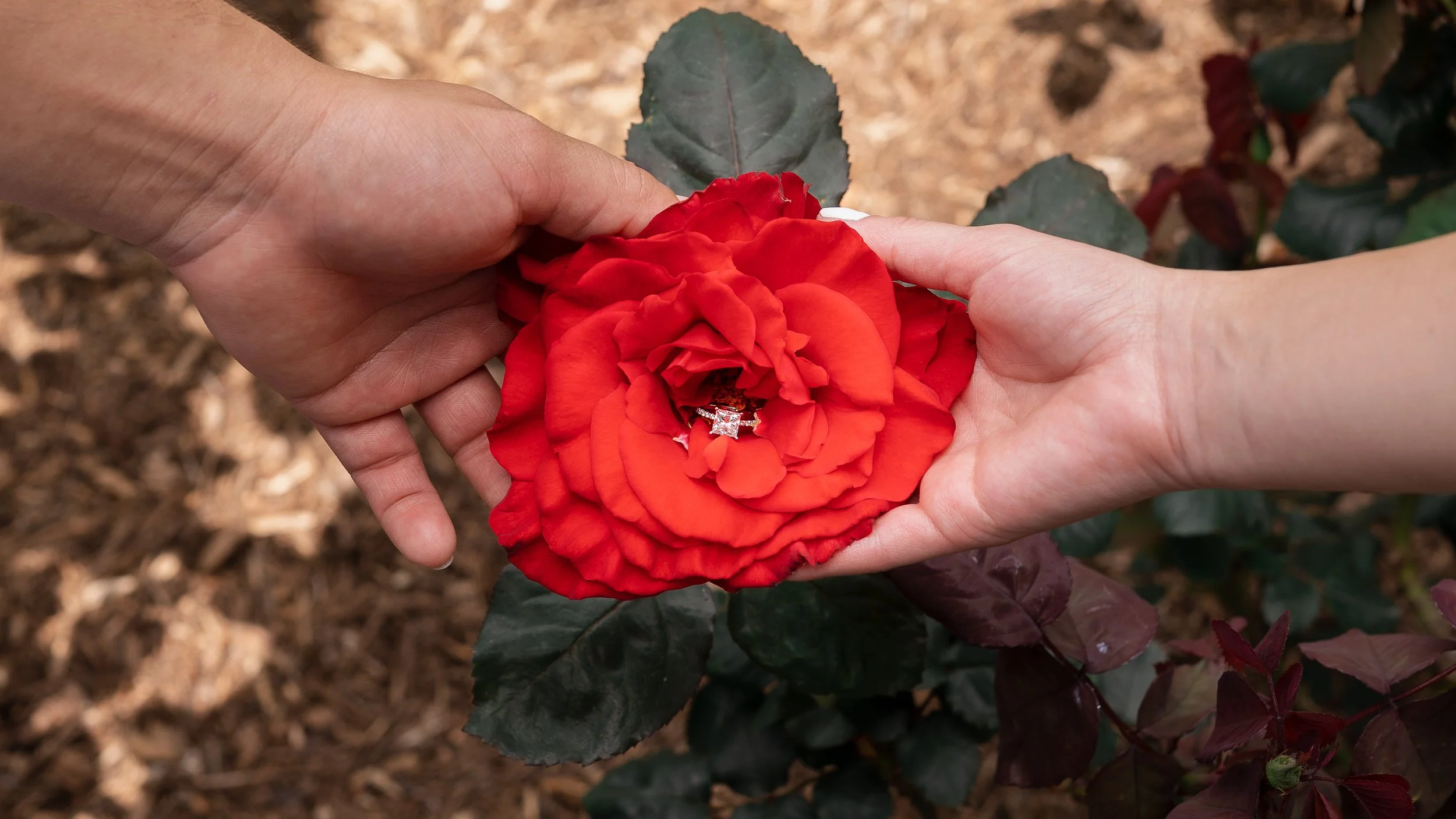 2023_05_21_Vanessa_Esteban_UCR_Botanic_Garden_Engagement-104.jpg