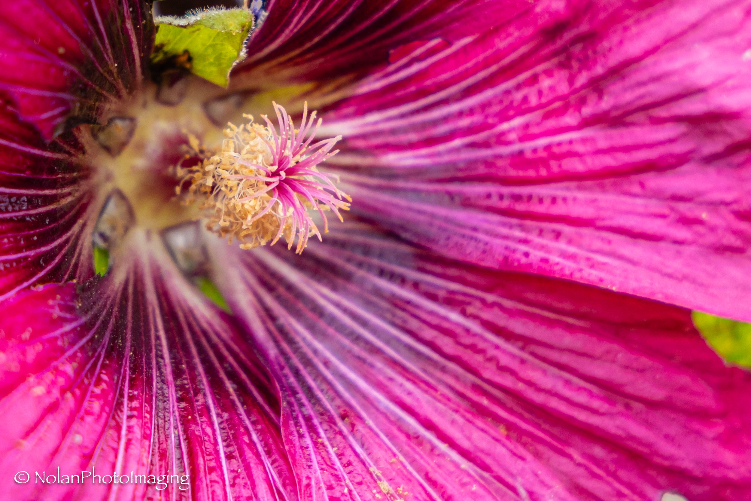 Plant Life Prints