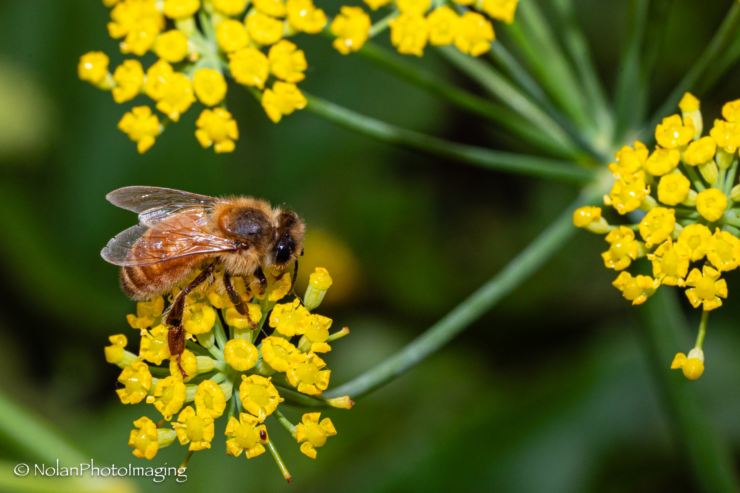 Back yard busy bees Ulverstone, Tasmania - Open Edition Standard 3:2 ratio print