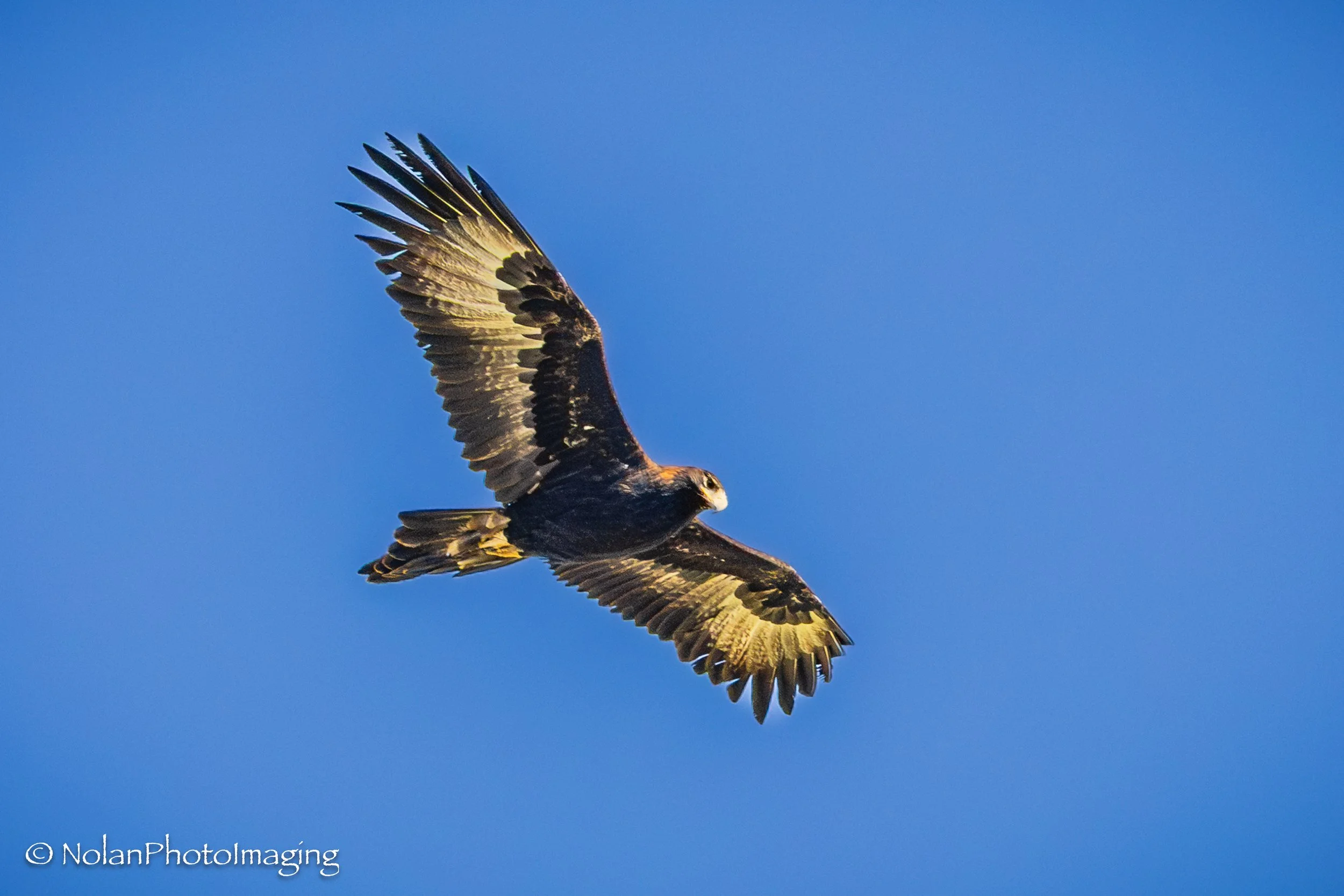 Wedge-tailed Eagle soaring - 3:2 Standard print
