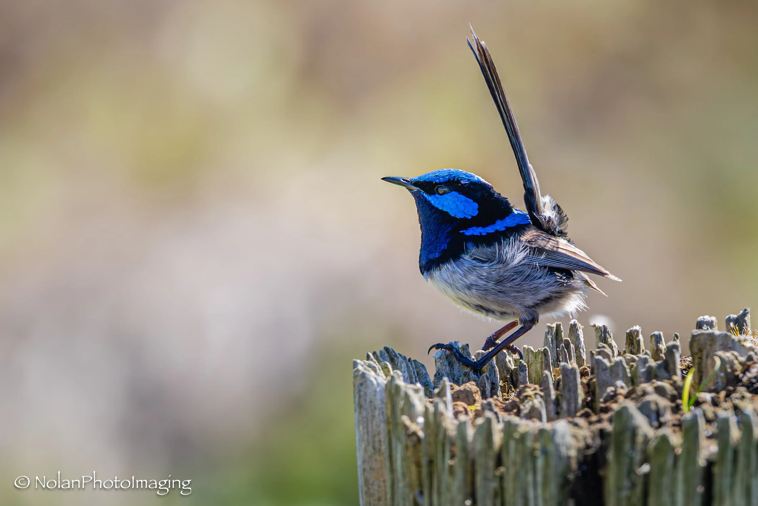 Bird Life Prints