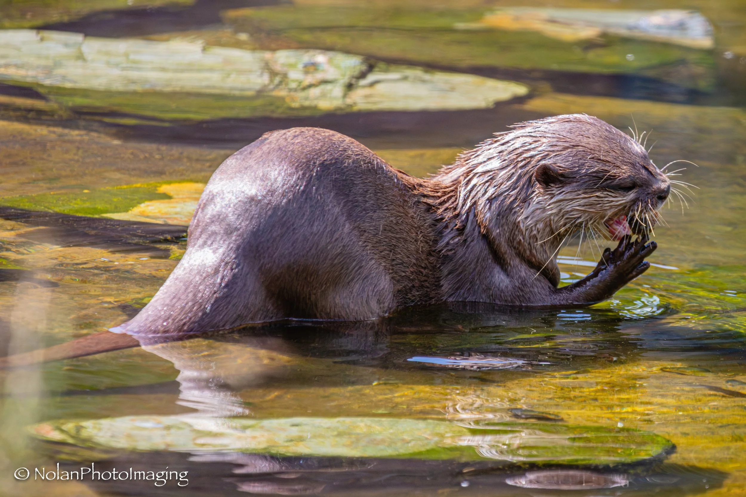 Otter cleaning their claws after a freshwater feast, Lancashire UK - Open Edition Standard 3:2 ratio Print
