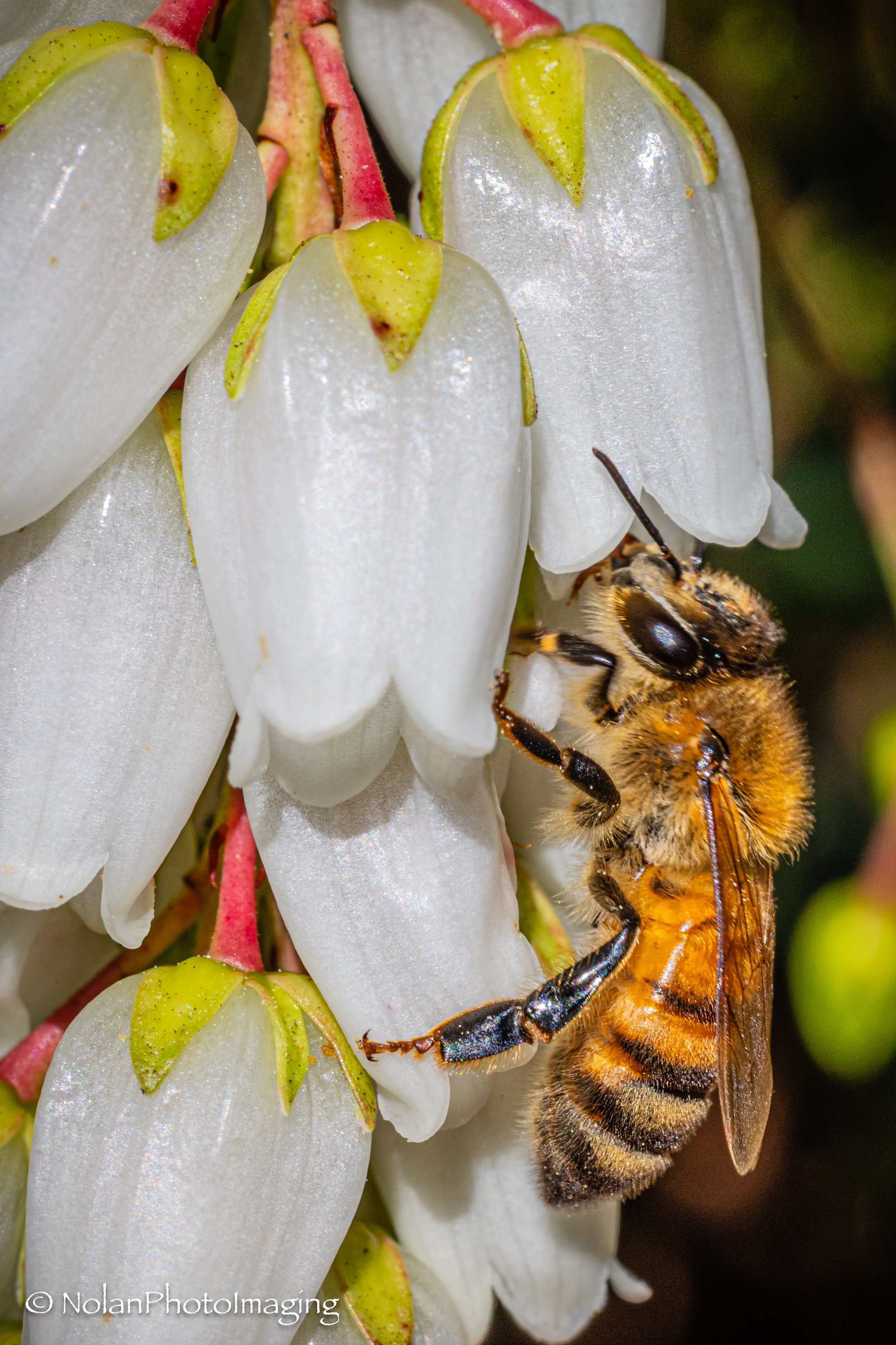 Honey Bee on Bells of white, Tasmania - Open Edition Standard 3:2 ratio print