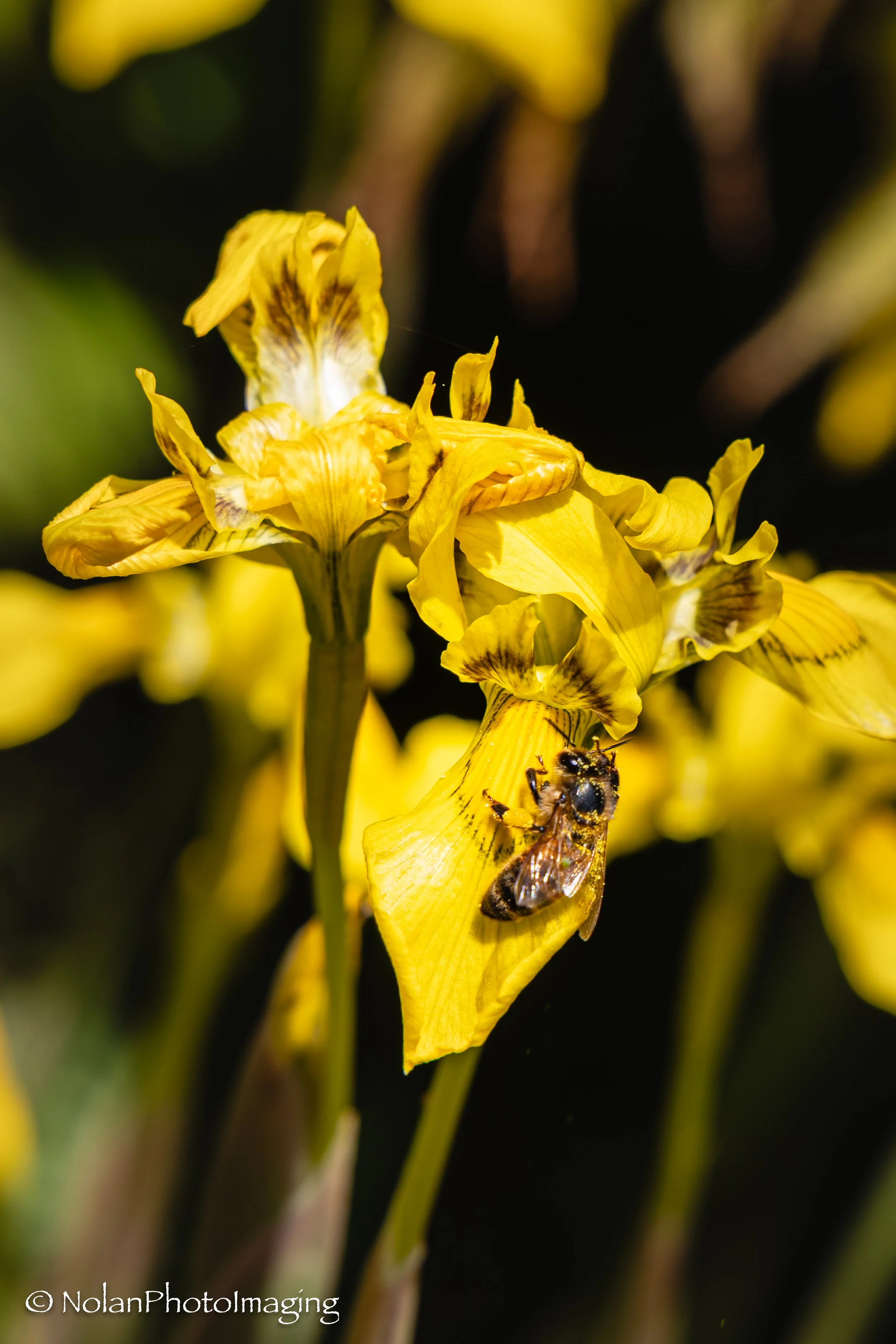 An Iris as a flag to bring in the bees, Tasmania - Open Edition Standard 3:2 ratio print