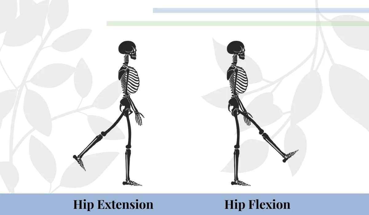 Hip flexion vs hip extension, what's the difference? Follow the 90 degree rule after hip replacement surgery. Don't bring your hip into extension more than 90 degrees.