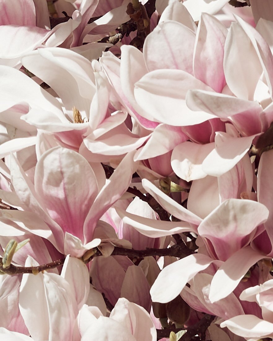 Erkunden Sie das charmante Zürcher Seefeld und seine vielfältigen Facetten.
-
Entdecken Sie das charmante und lebendige Zürcher Seefeld.
🌸 #AmbassadorHotelZurich #PinkMood #ZurichSeefeld #ComfortExperience #zurich