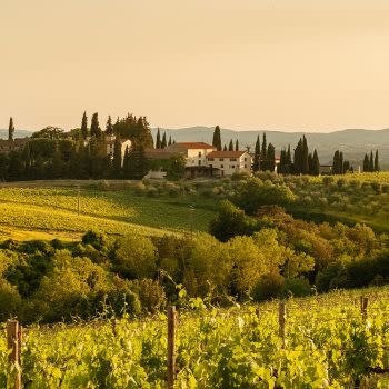 Wine &amp; Cheese: Central Italy: