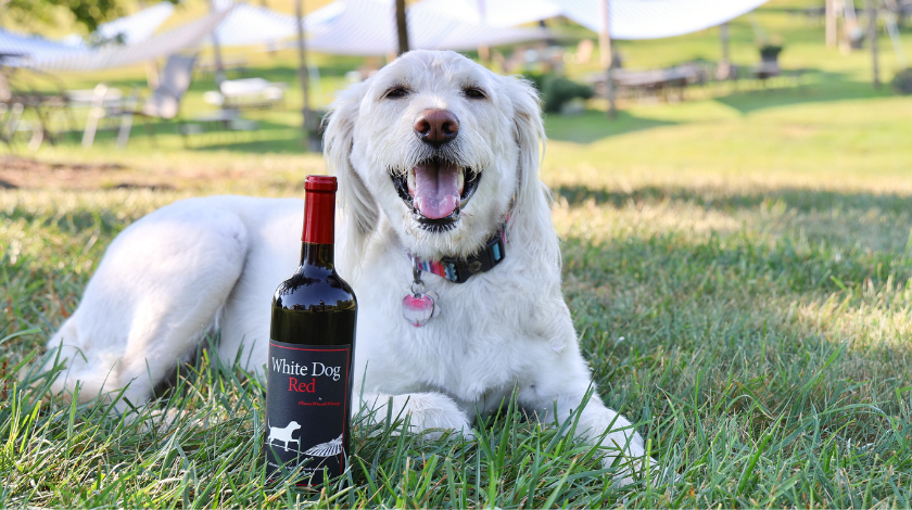 Yappy Hour at the Vineyard: