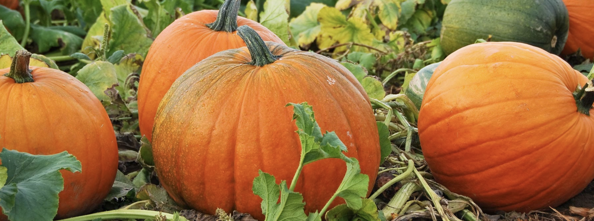 Fall Harvest: