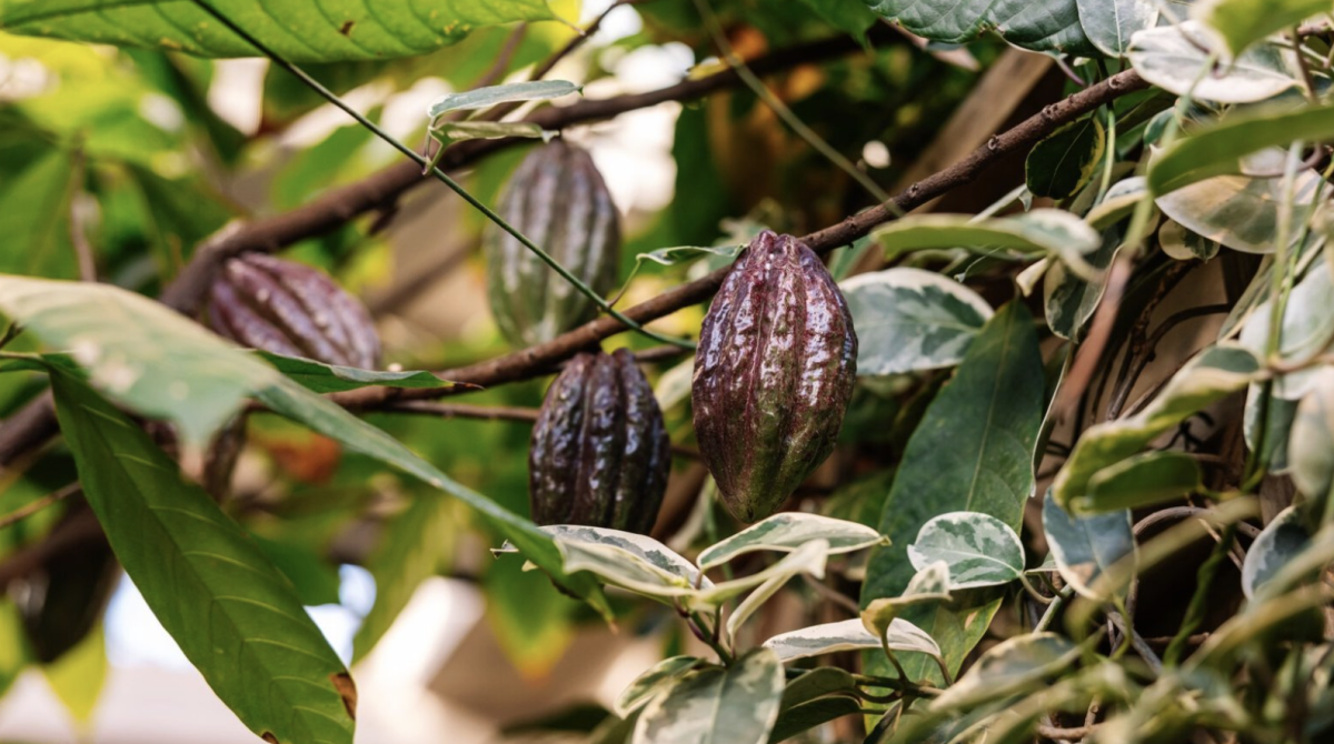 Chocolate: From Bean to Bar: