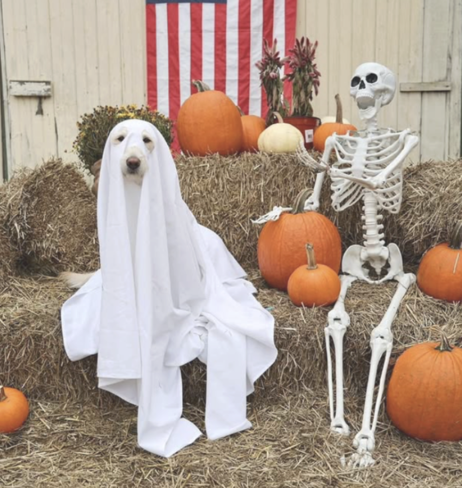 Harvest Celebration: