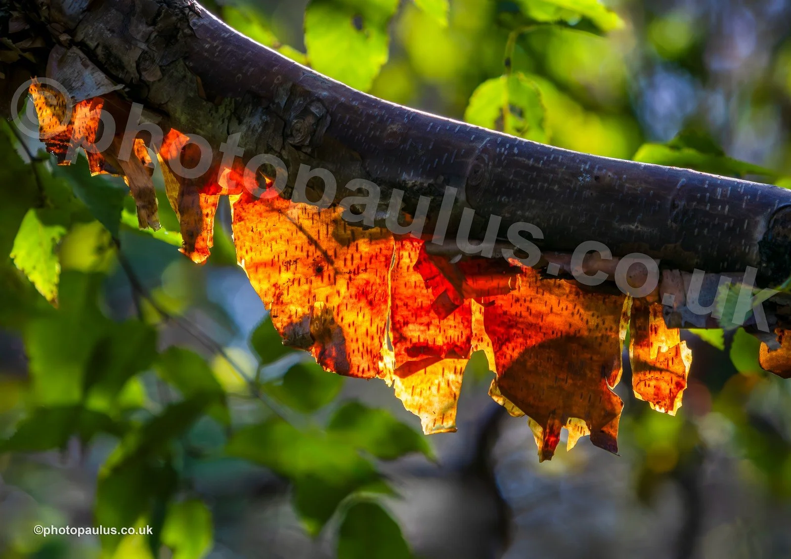 ©Paul Morris BACKLIT BARK 8588.jpg