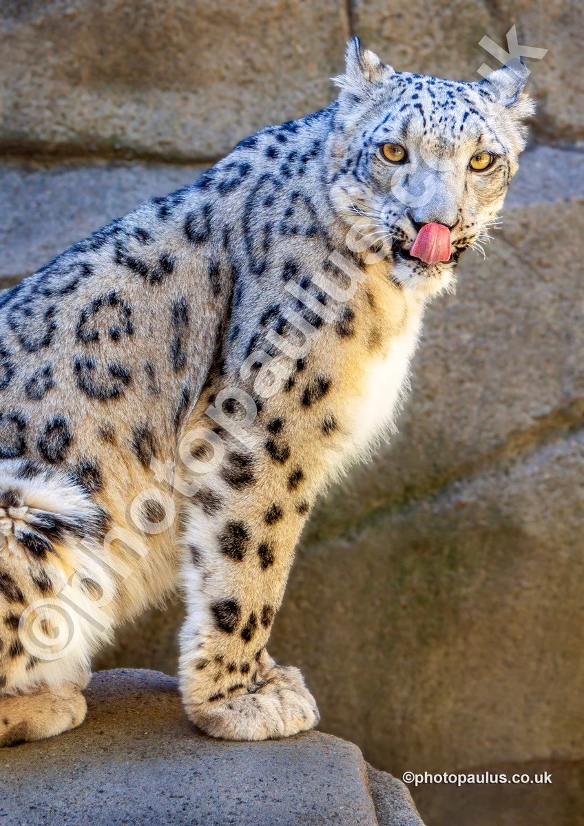 ©Paul Morris SNOW LEOPARD 8440.jpg