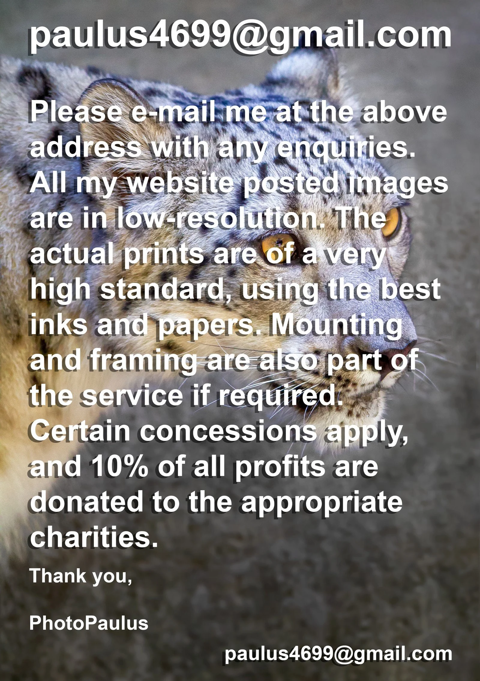 ©Paul Morris WEBSITE ENQUIRIES SNOW LEOPARD.JPG