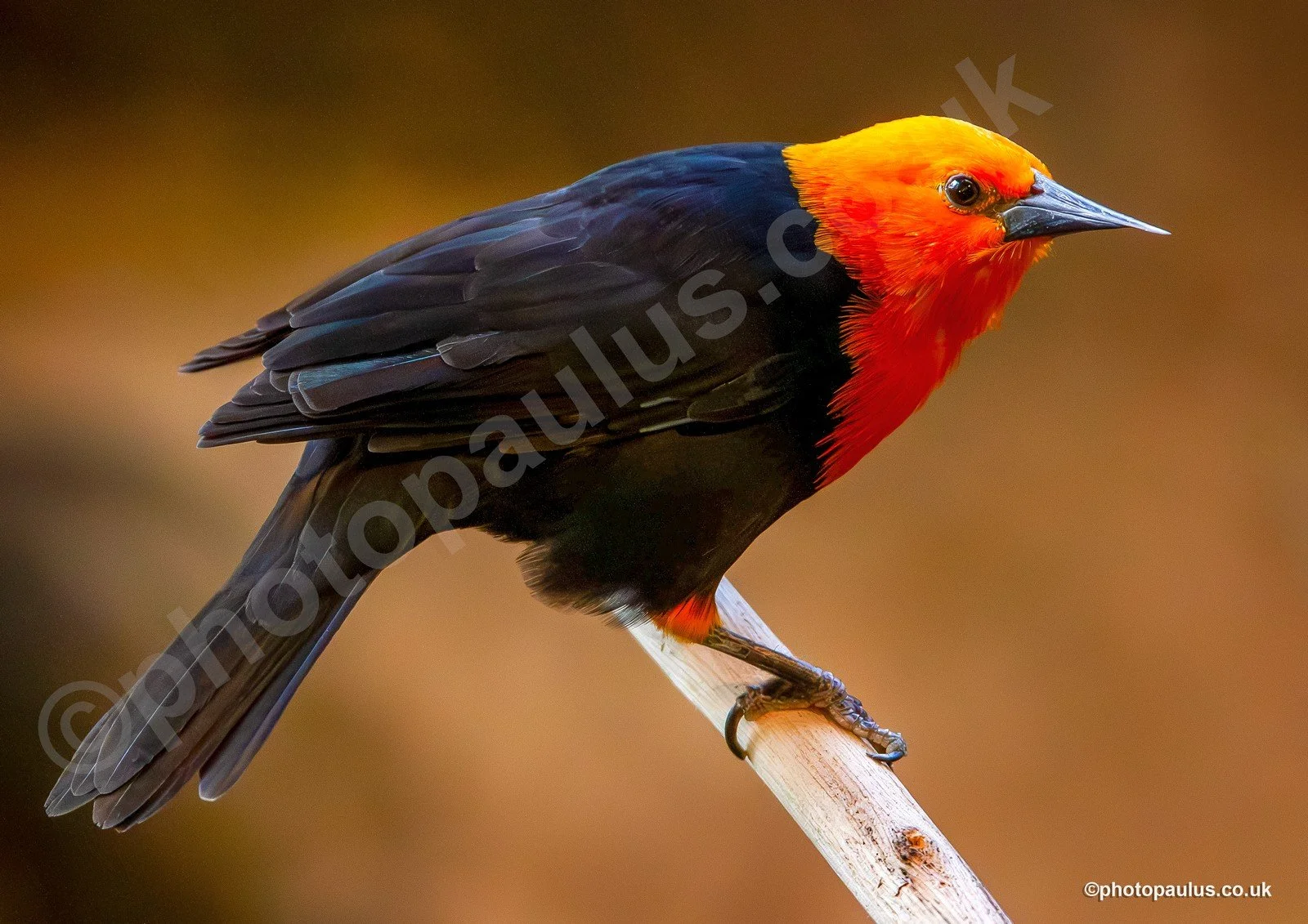 ©Paul Morris SCARLET-HEADED BLACKBIRD 3375.jpg