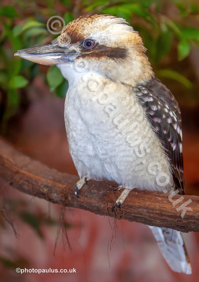 ©Paul Morris KOOKABURRA 9231.jpg